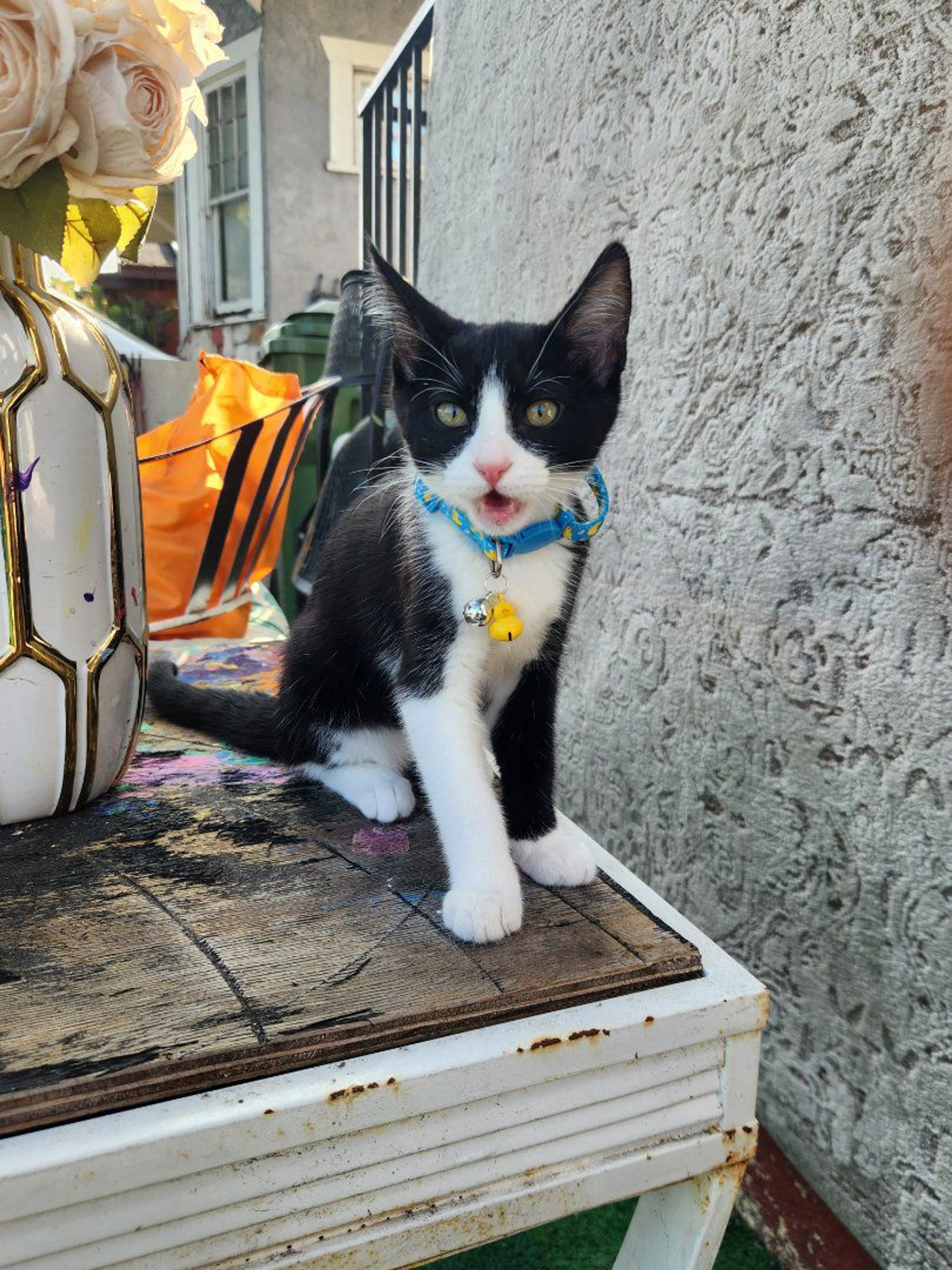 Lost pet-2