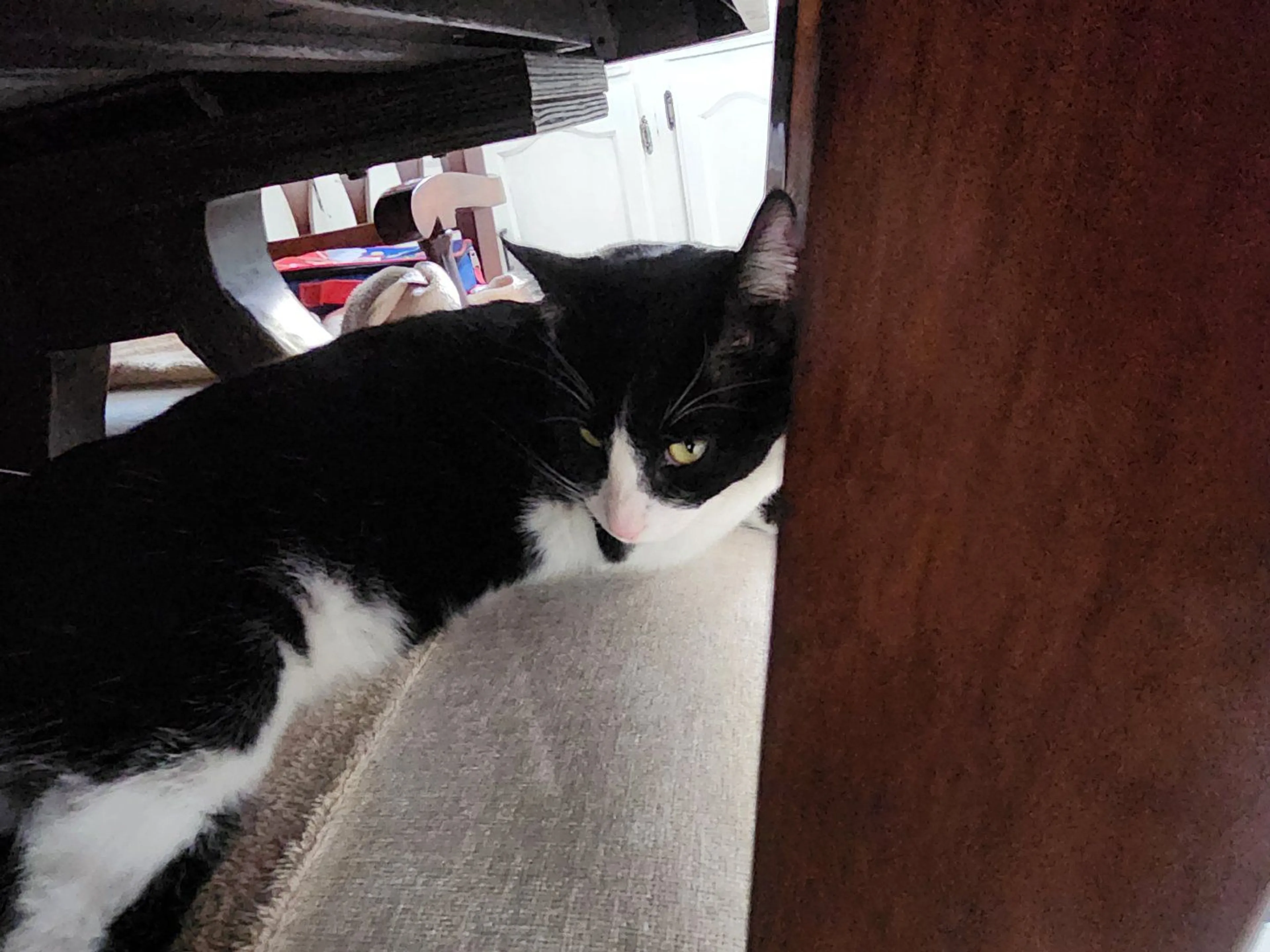 Lost pet-1