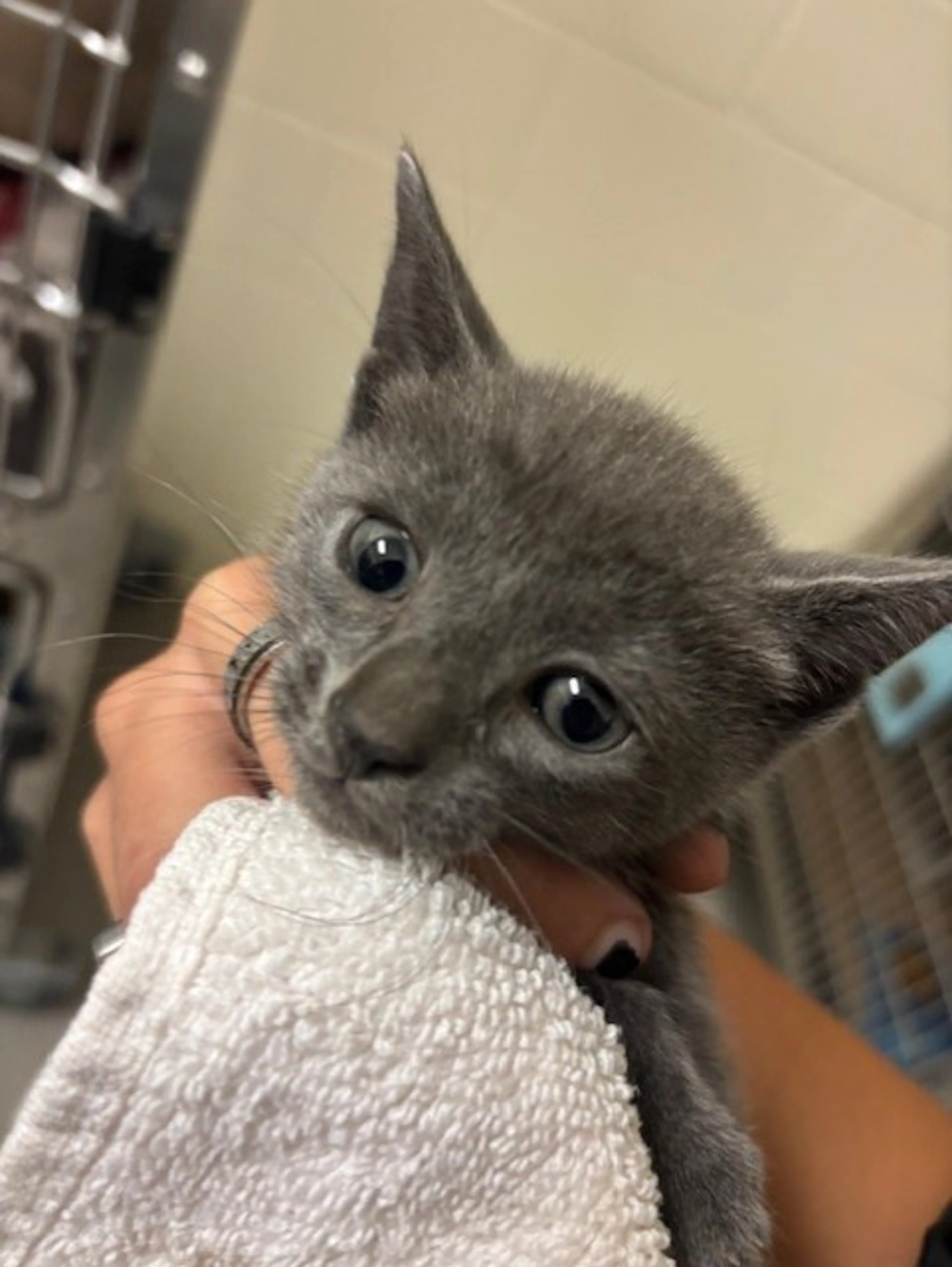 Found pet