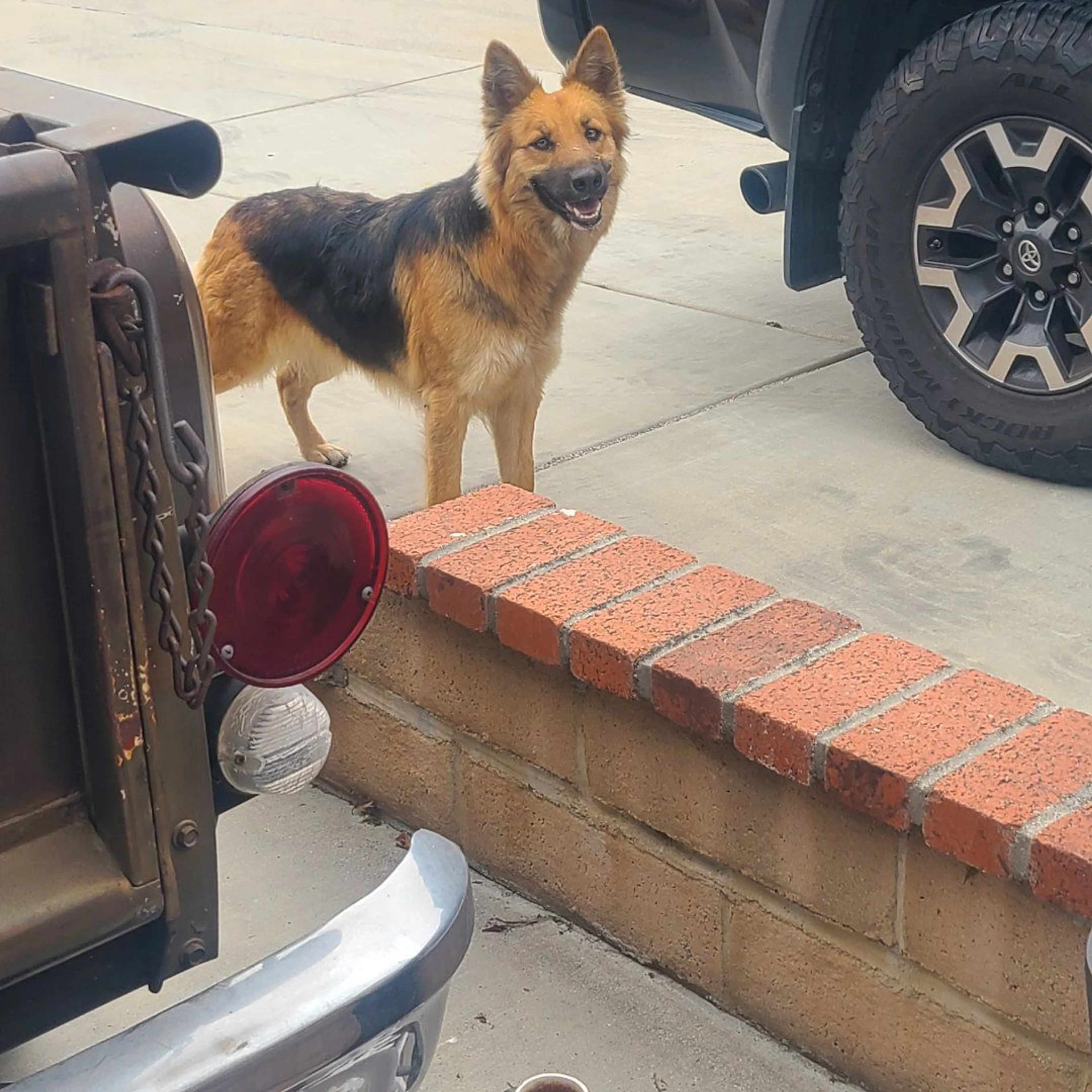 Lost pet-0