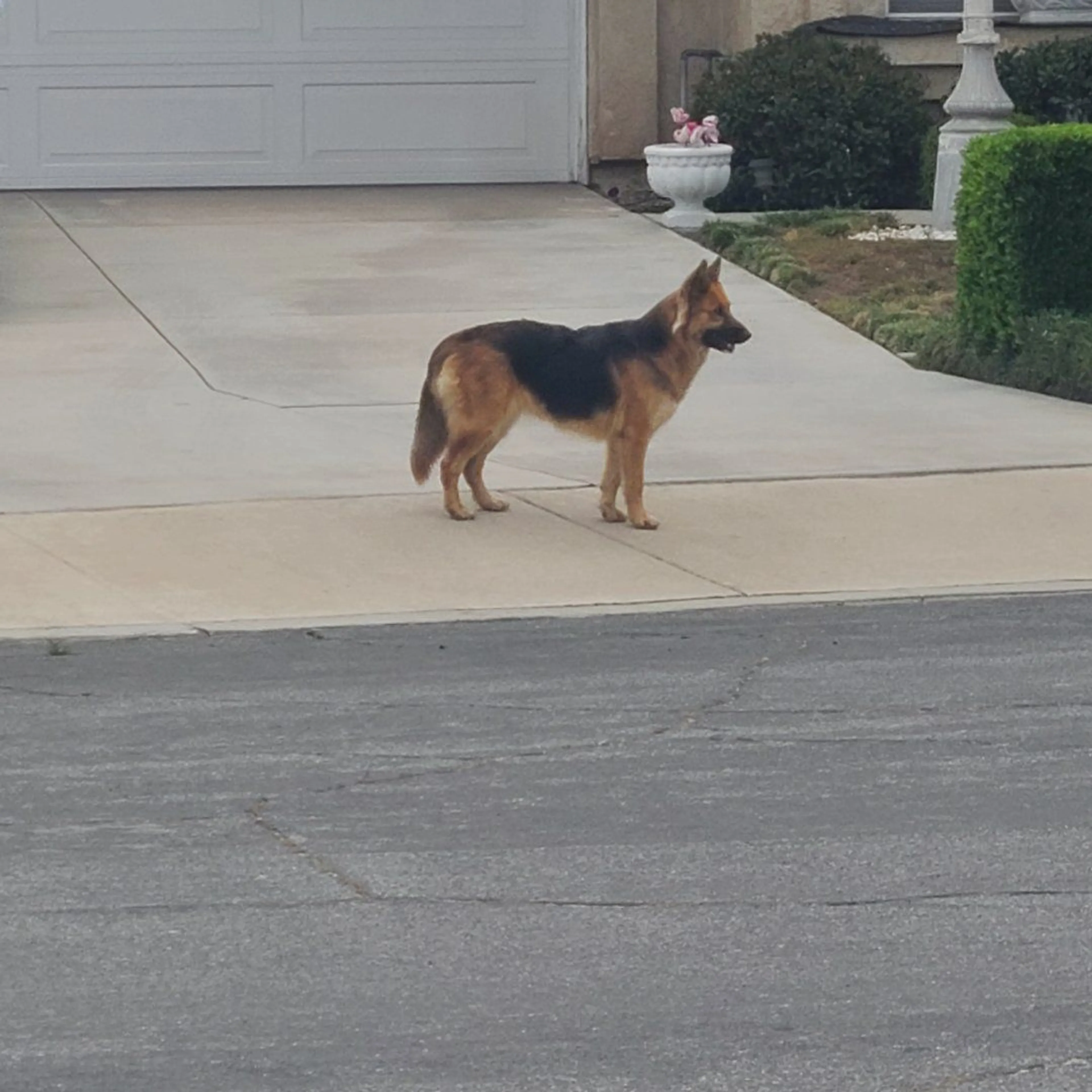 Lost pet-1