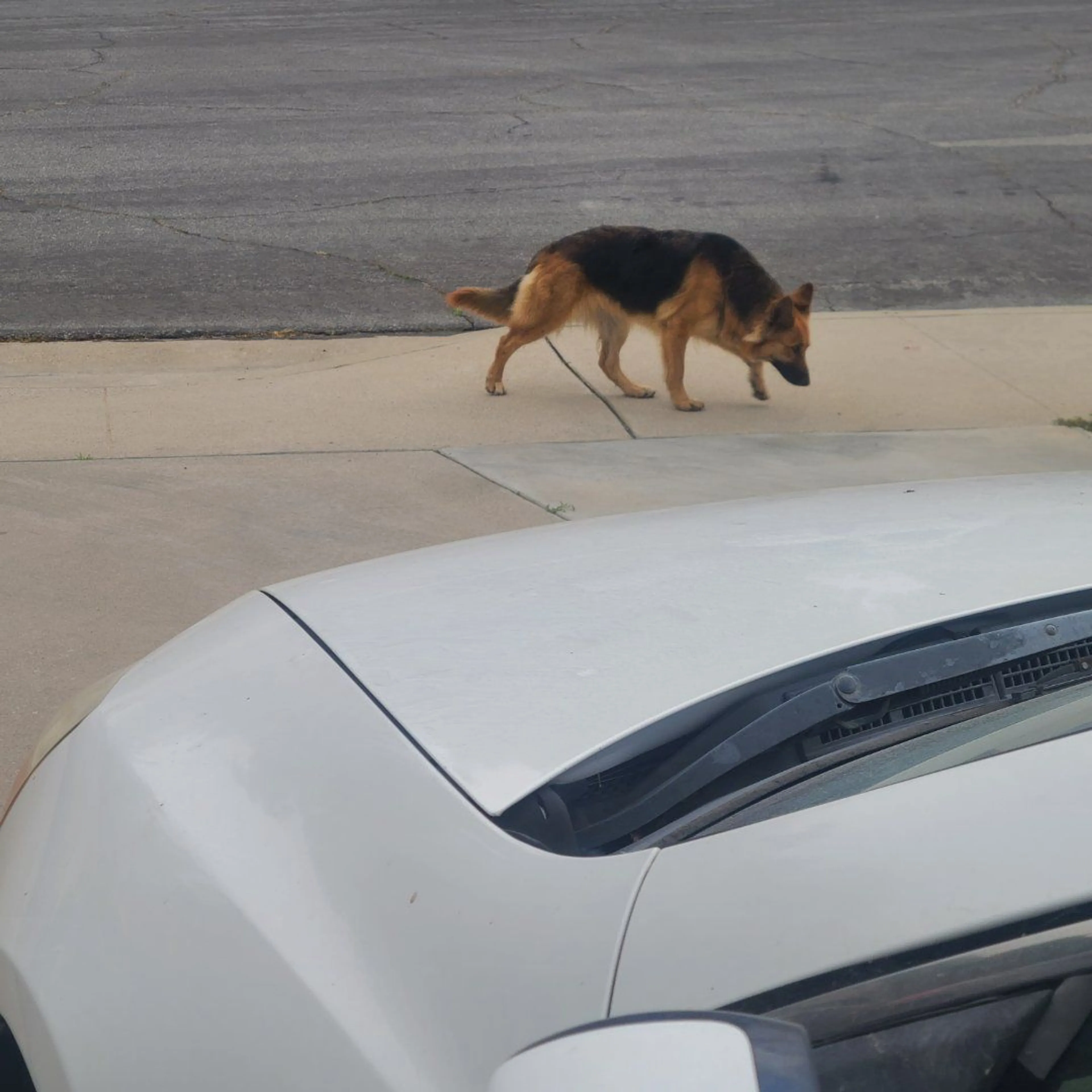 Lost pet-2