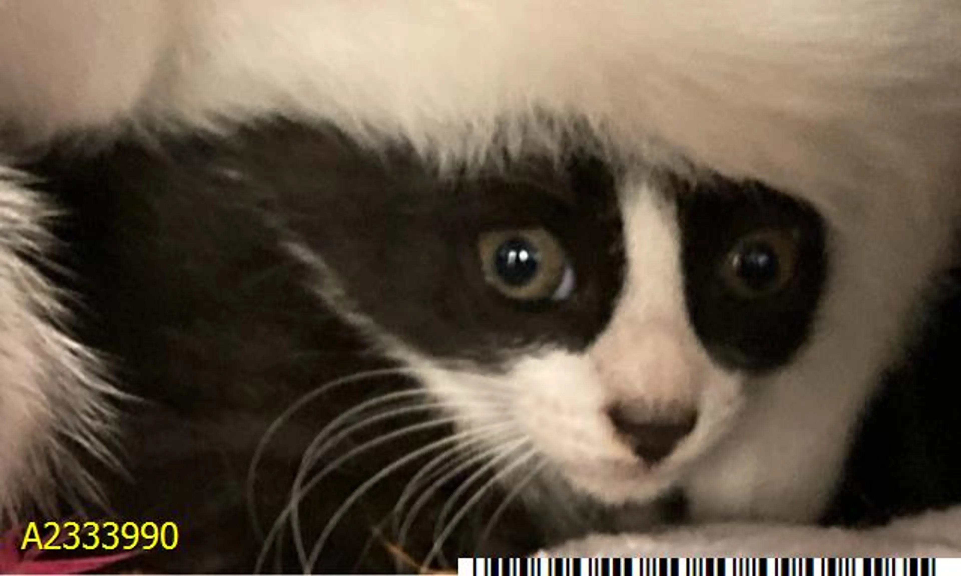Found pet