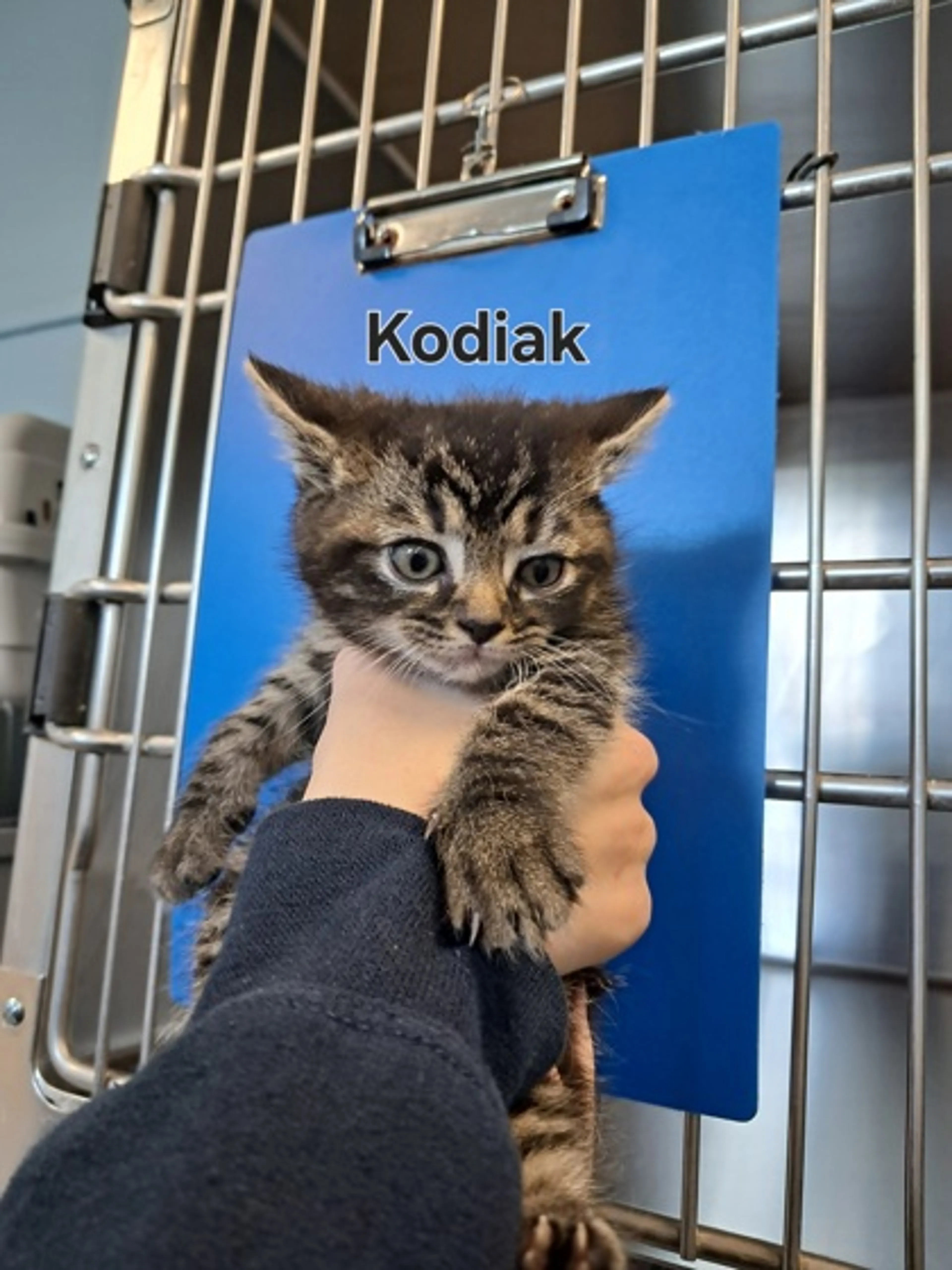 Found pet