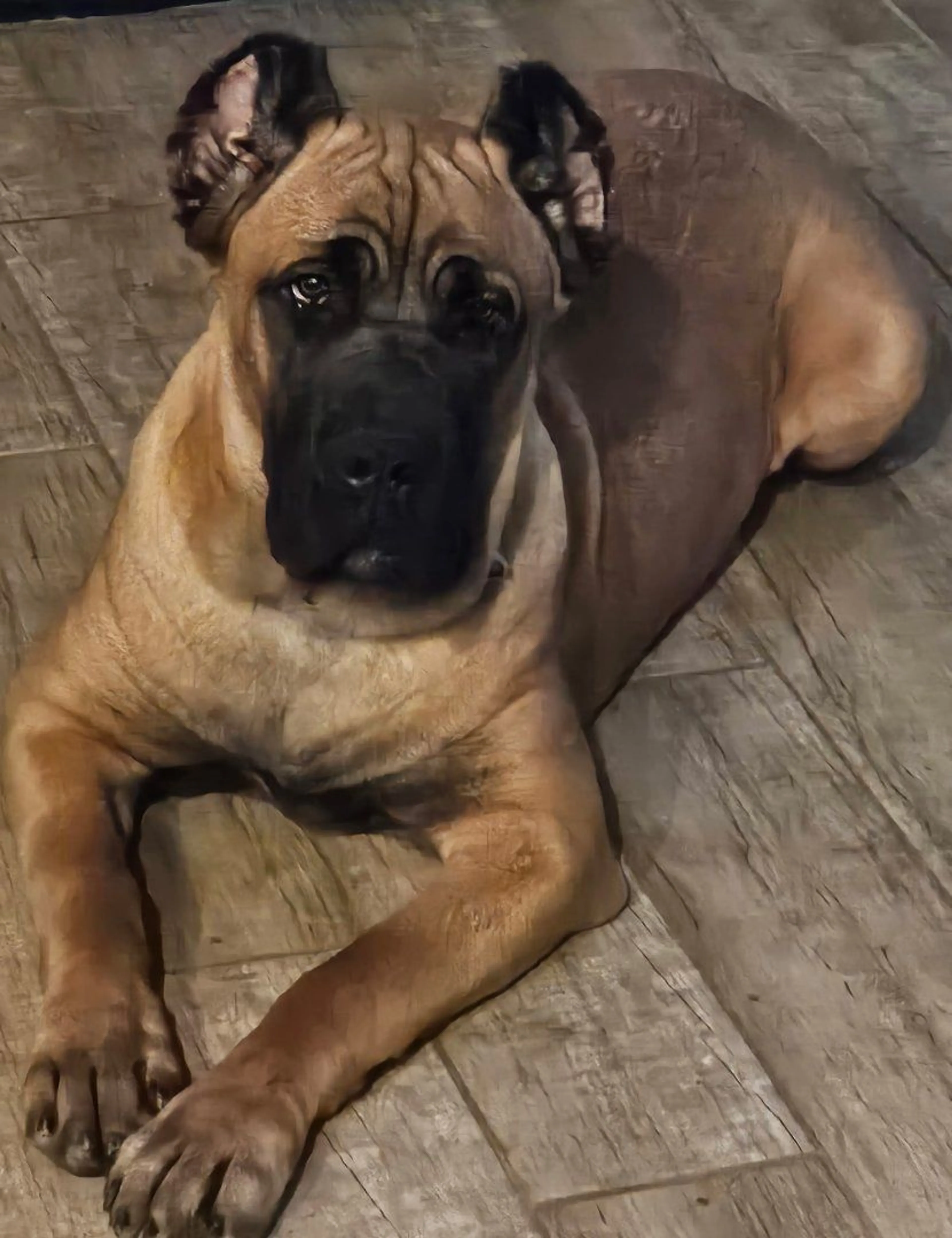 Lost pet