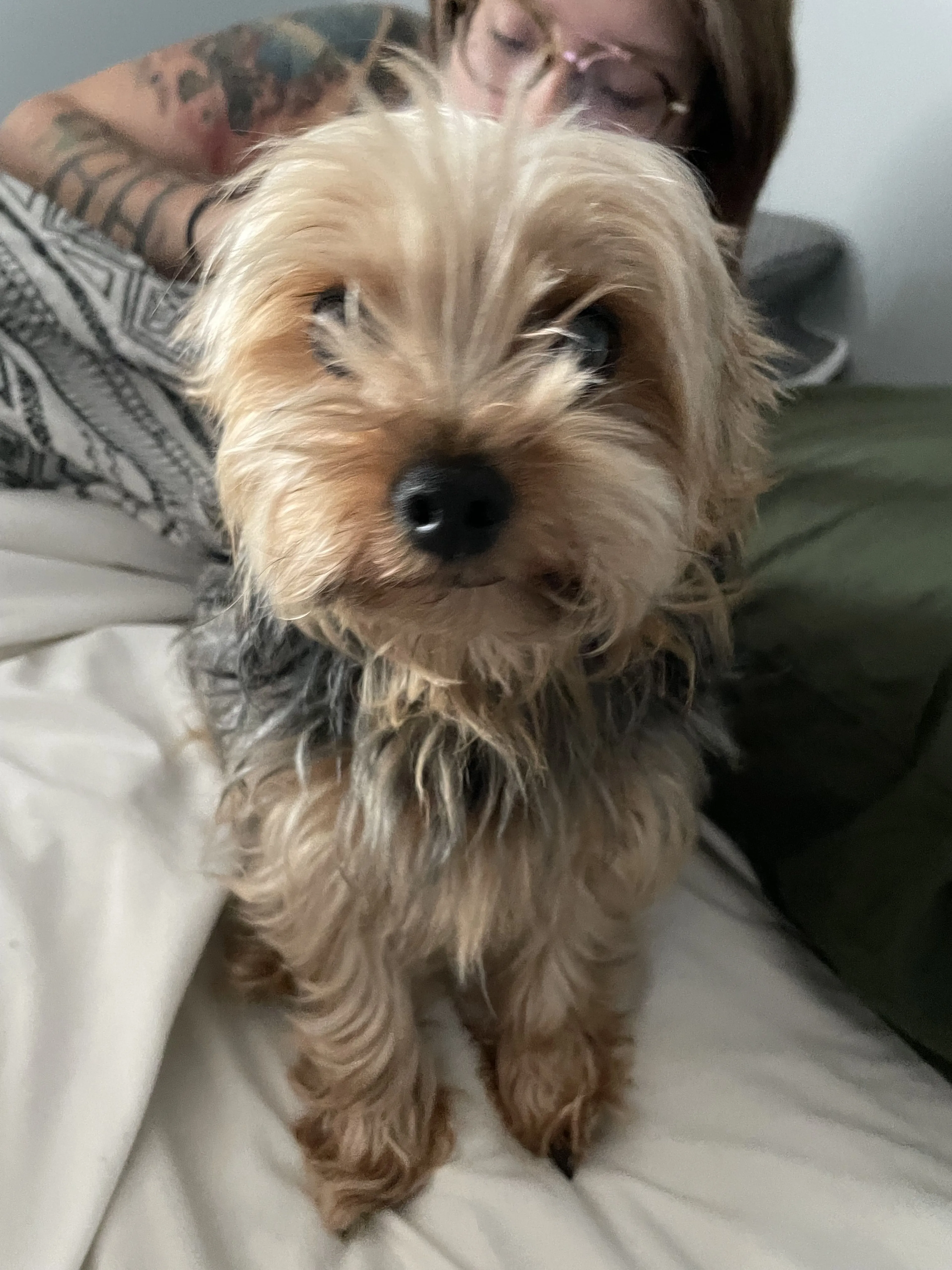 Lost pet-3