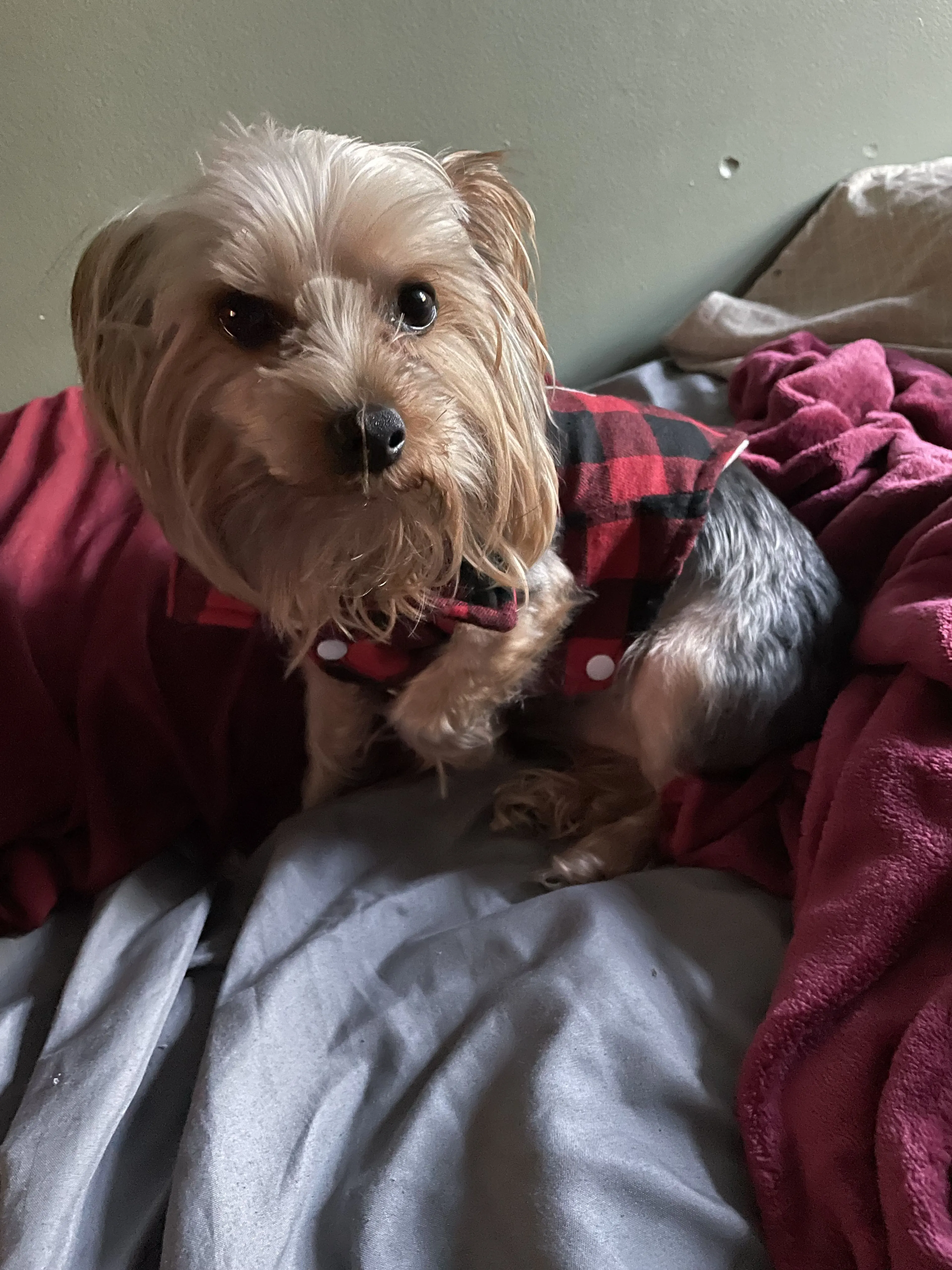 Lost pet-2