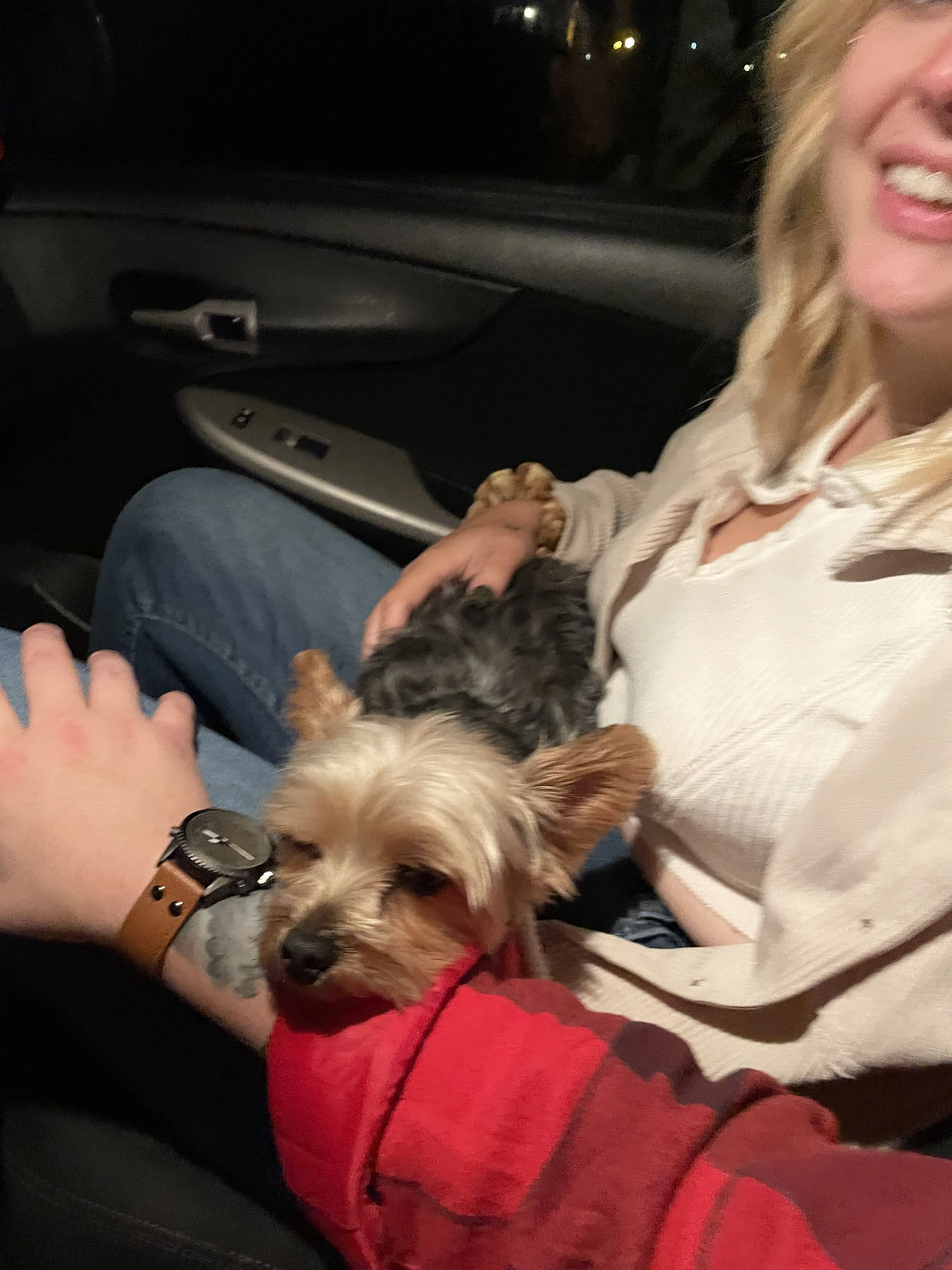 Lost pet-1
