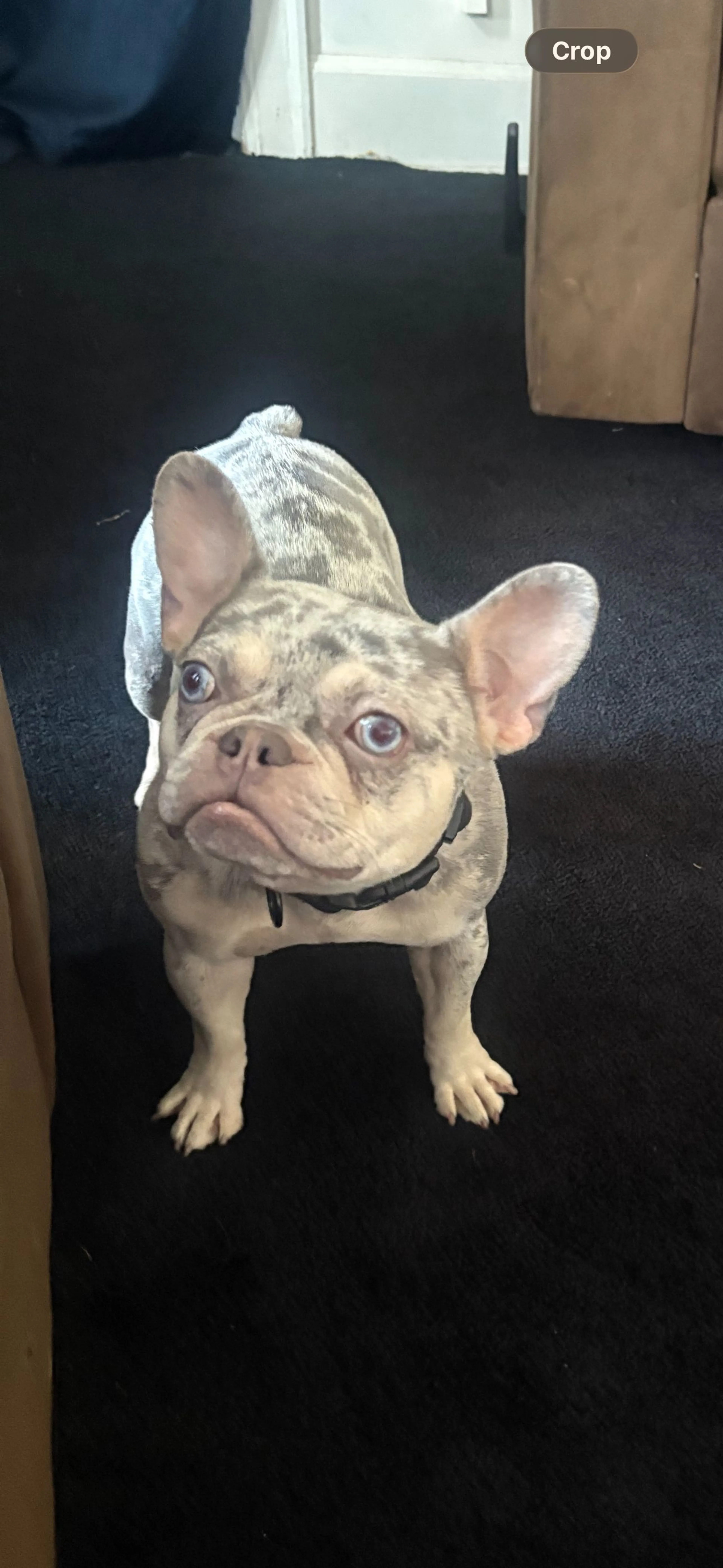Lost pet-1