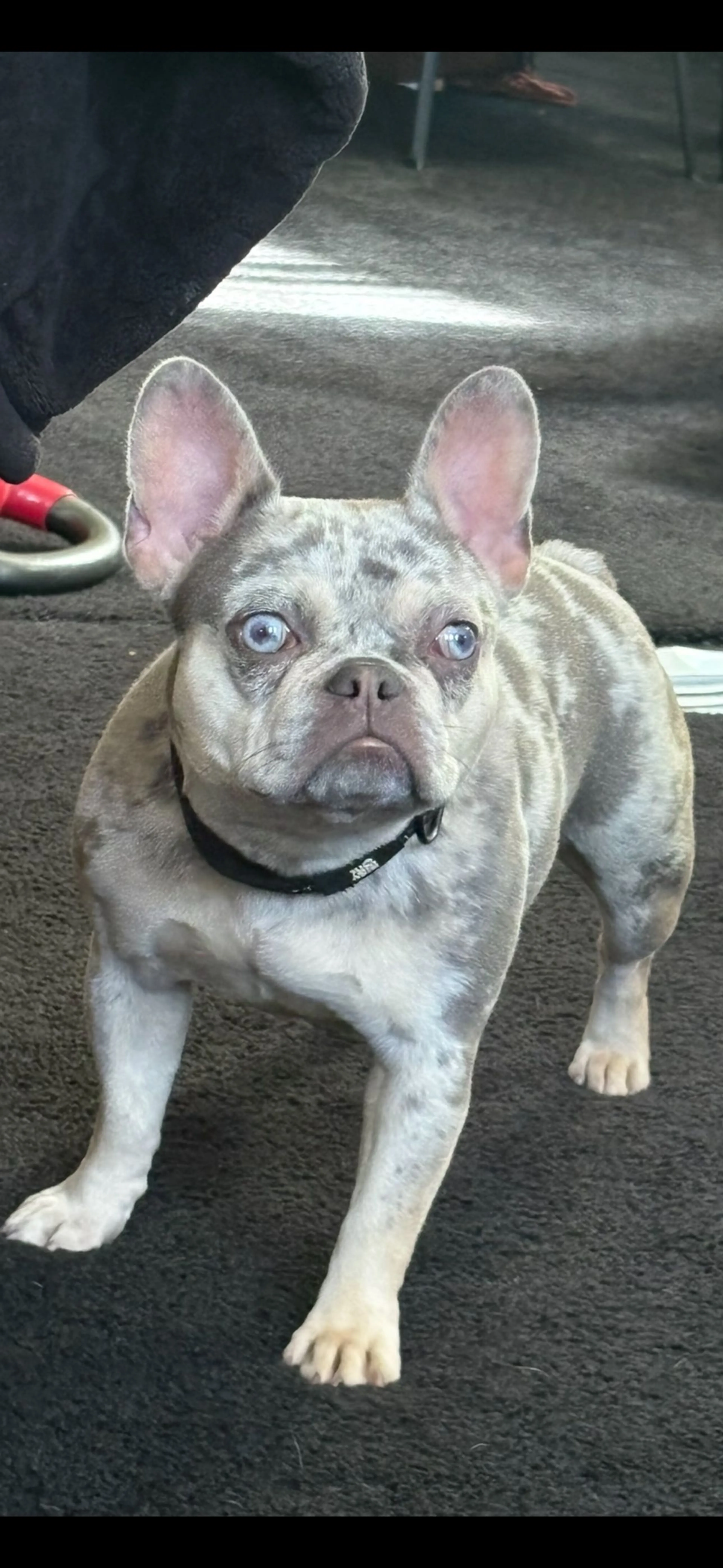 Lost pet-0