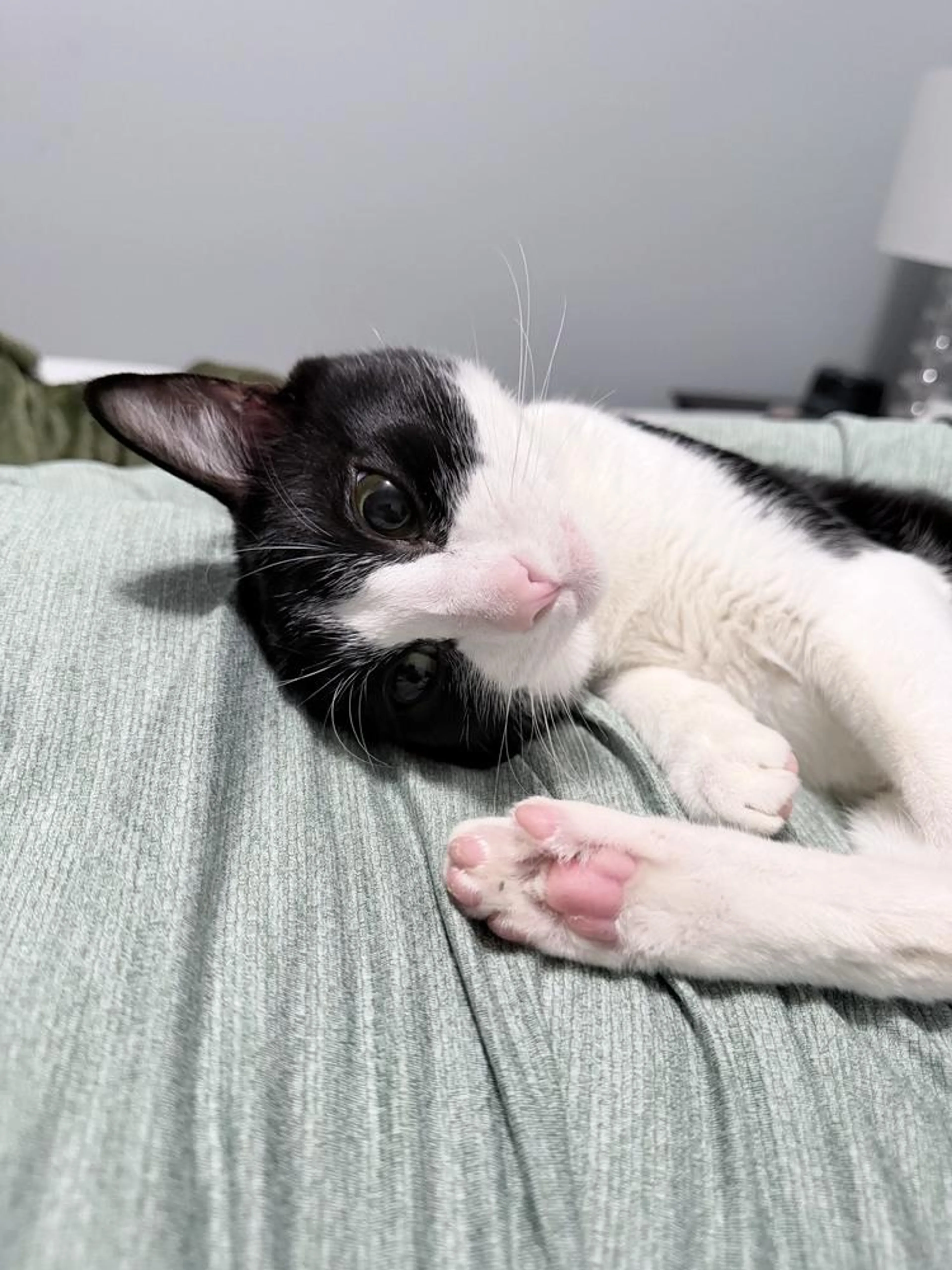 Found pet-1