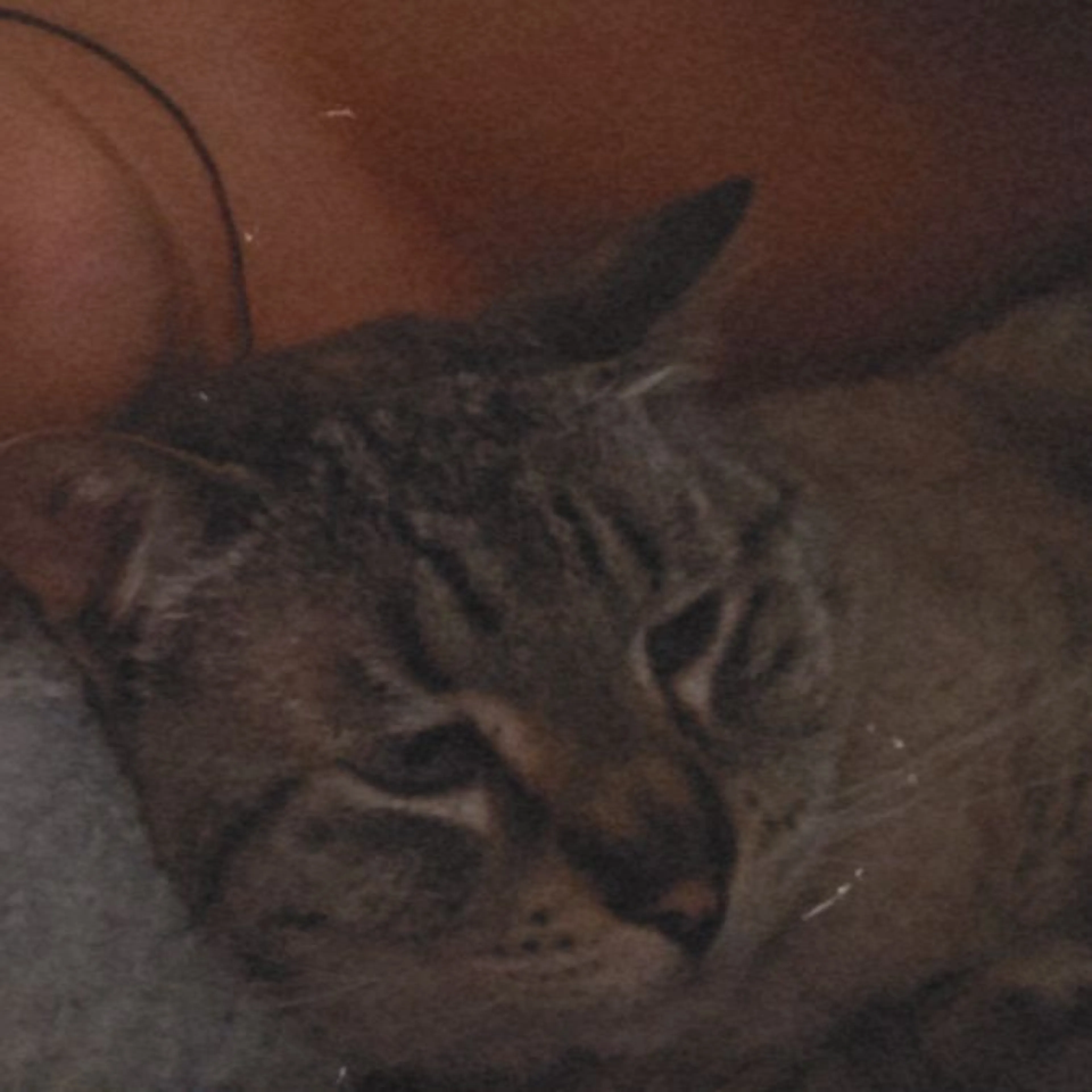 Lost pet