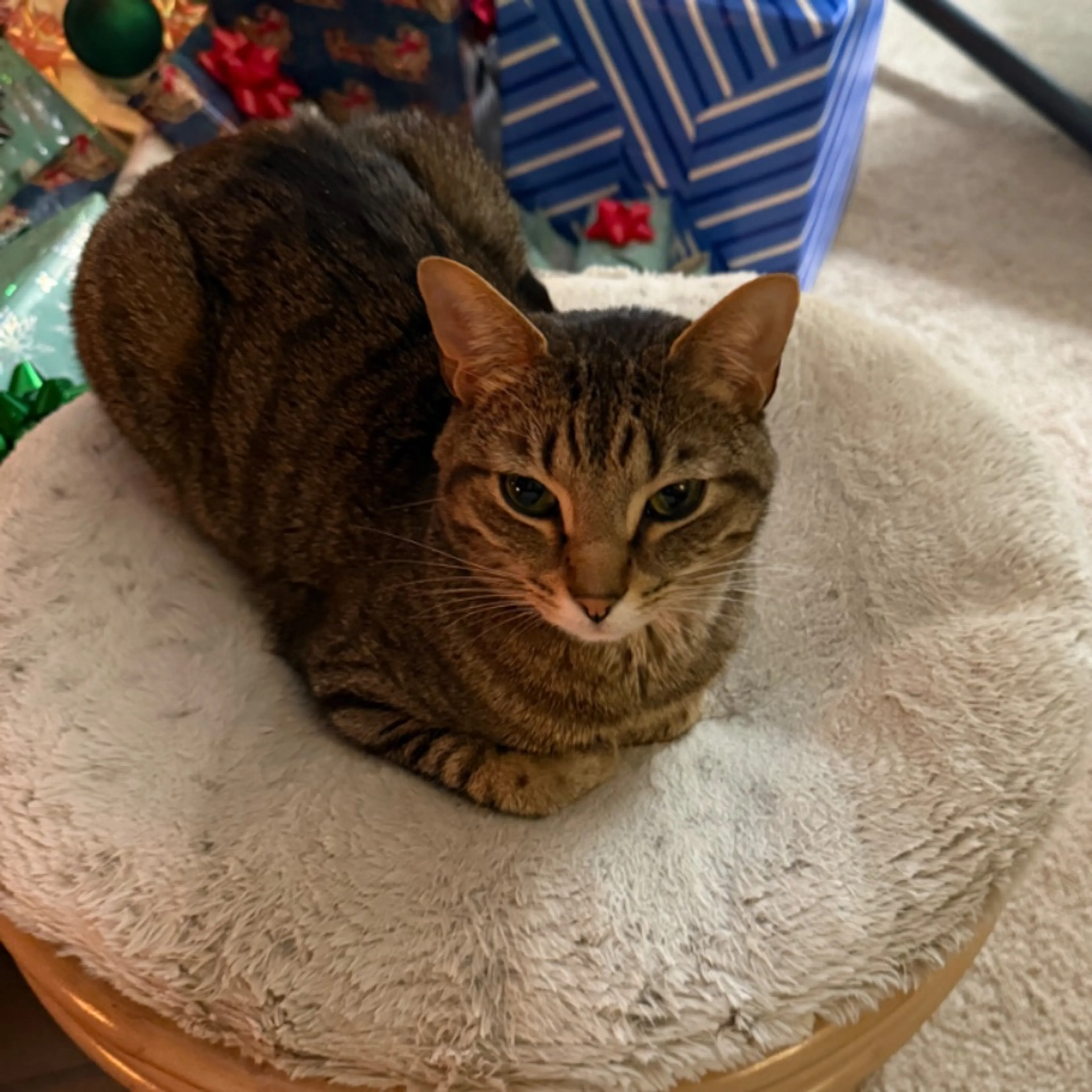 Lost pet