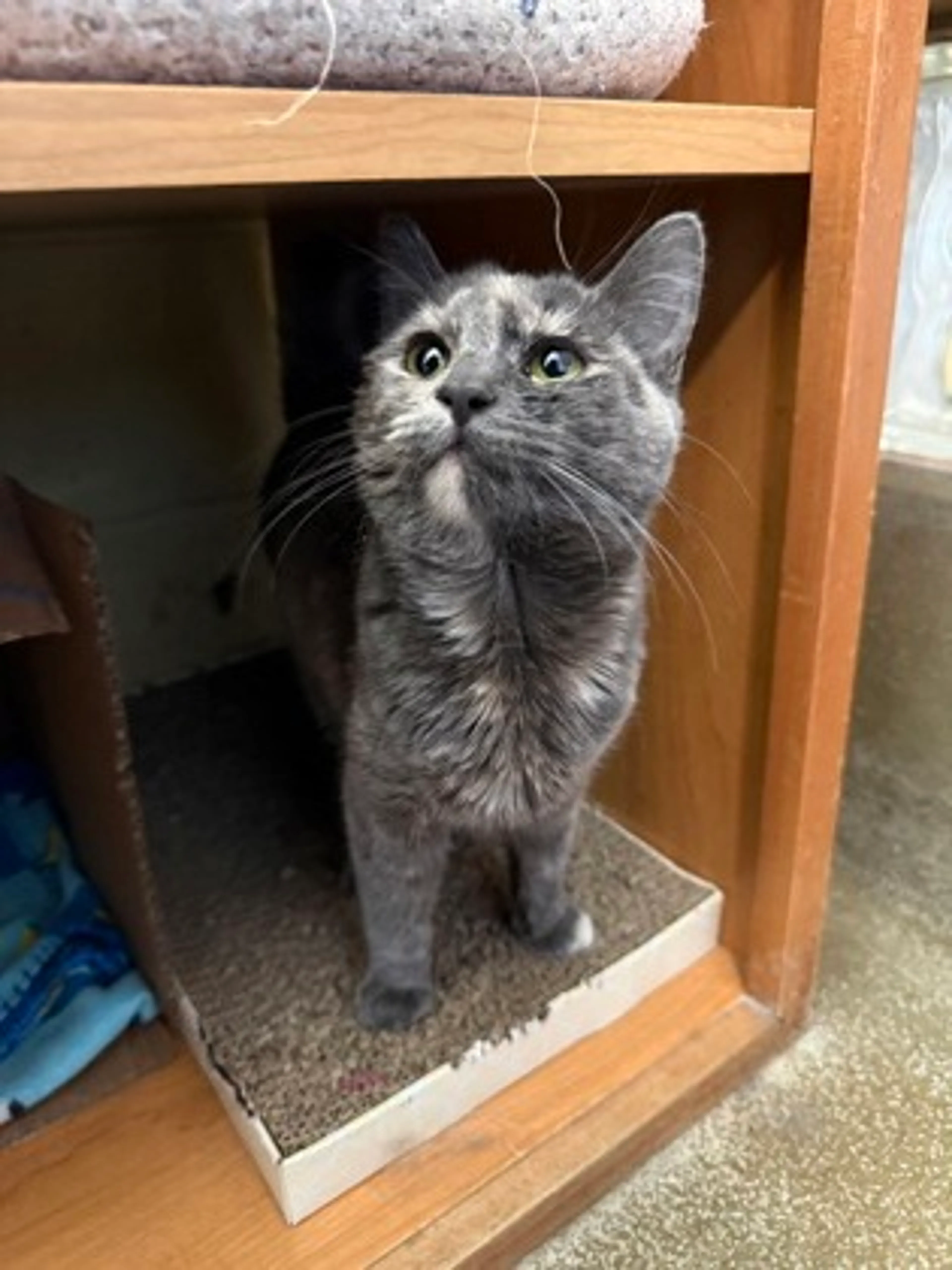 Found pet-1