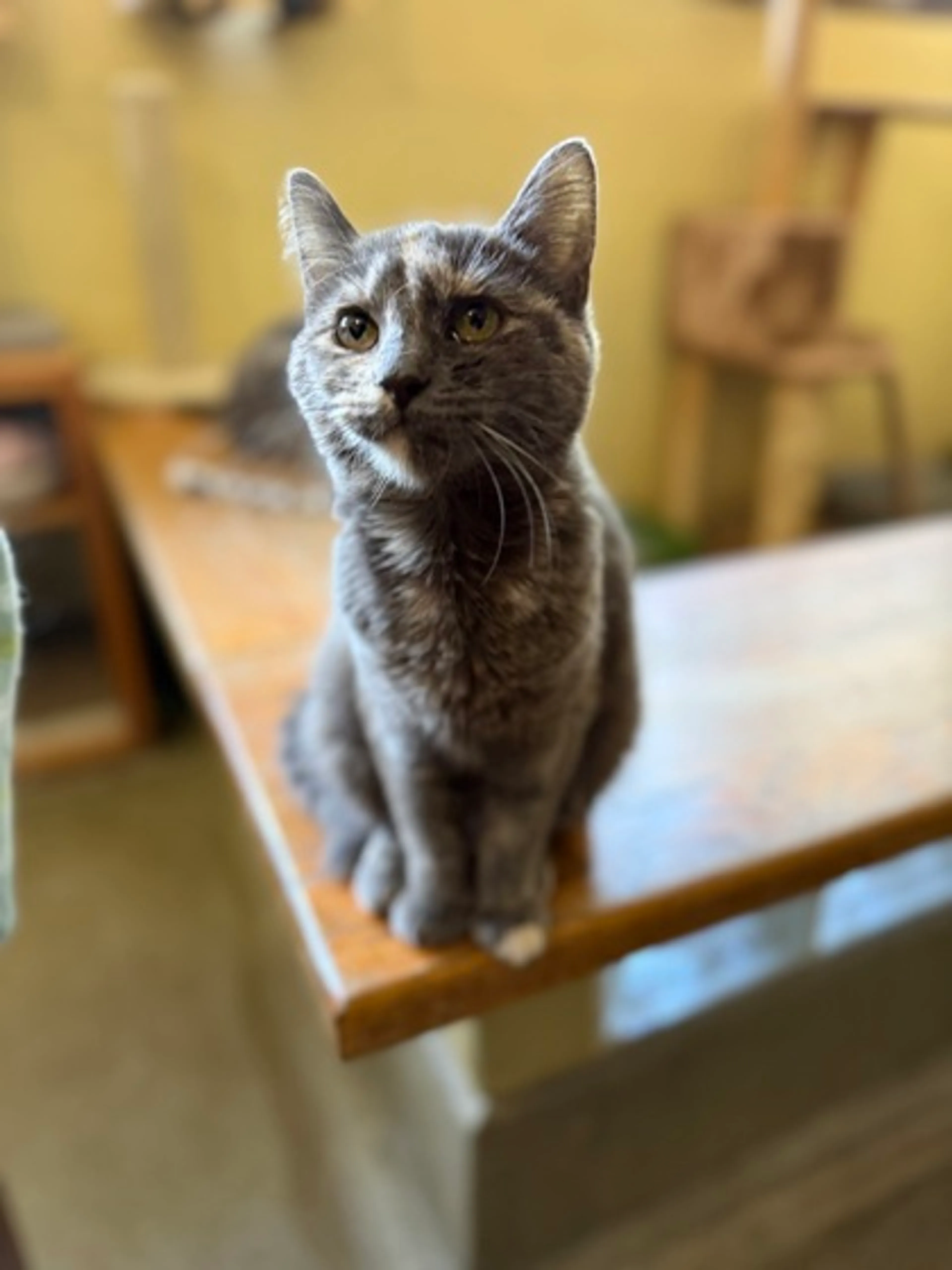 Found pet-2