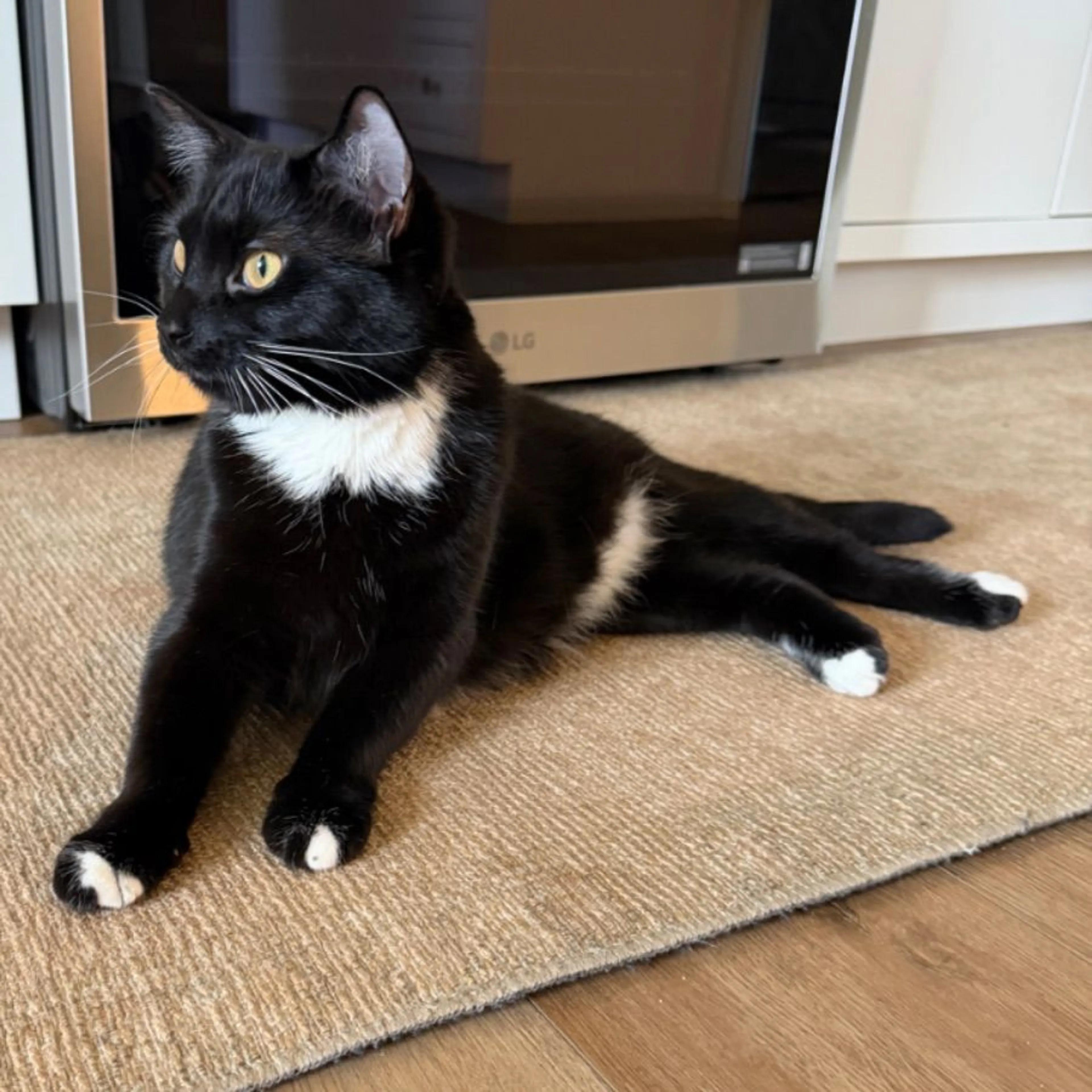 Lost pet