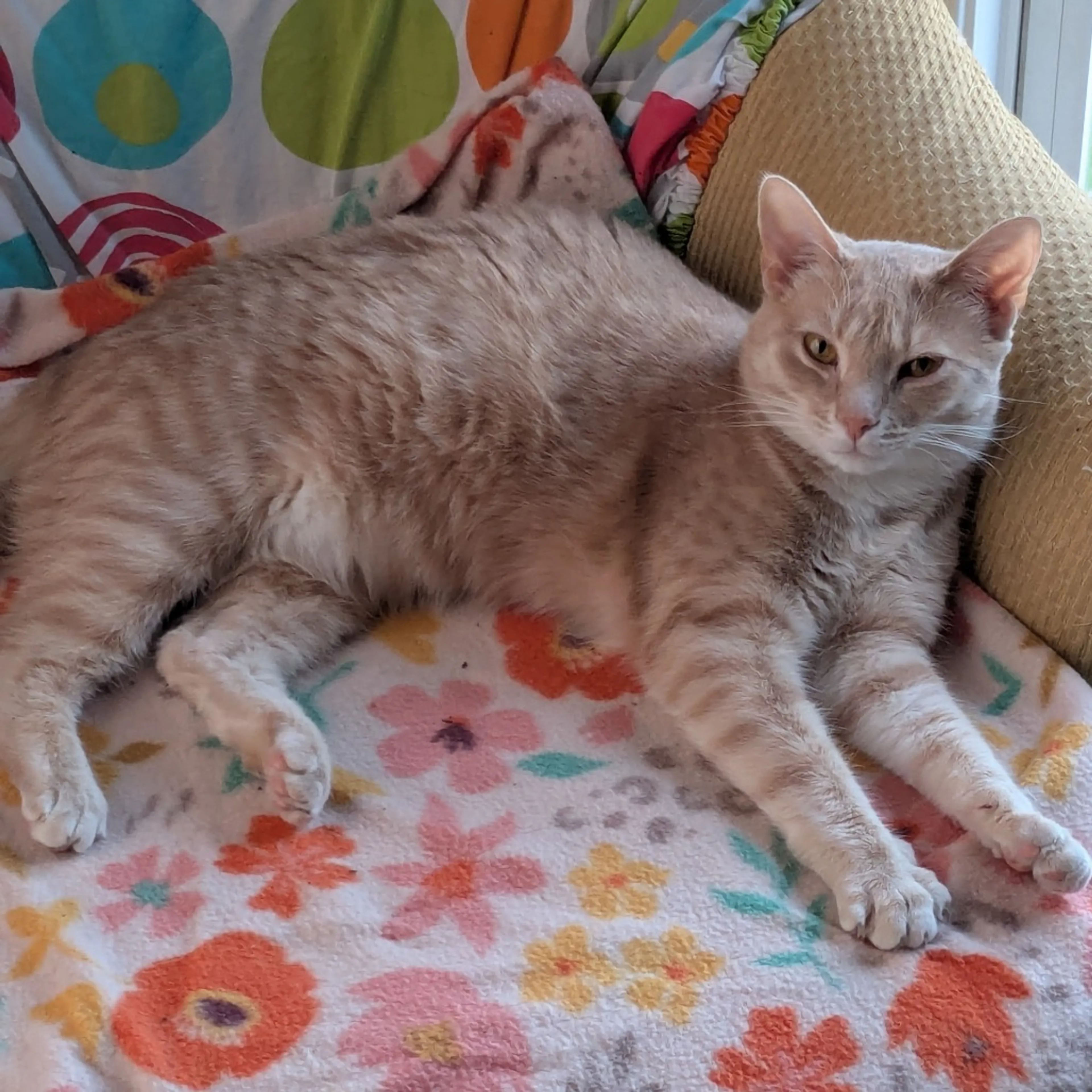 Found pet