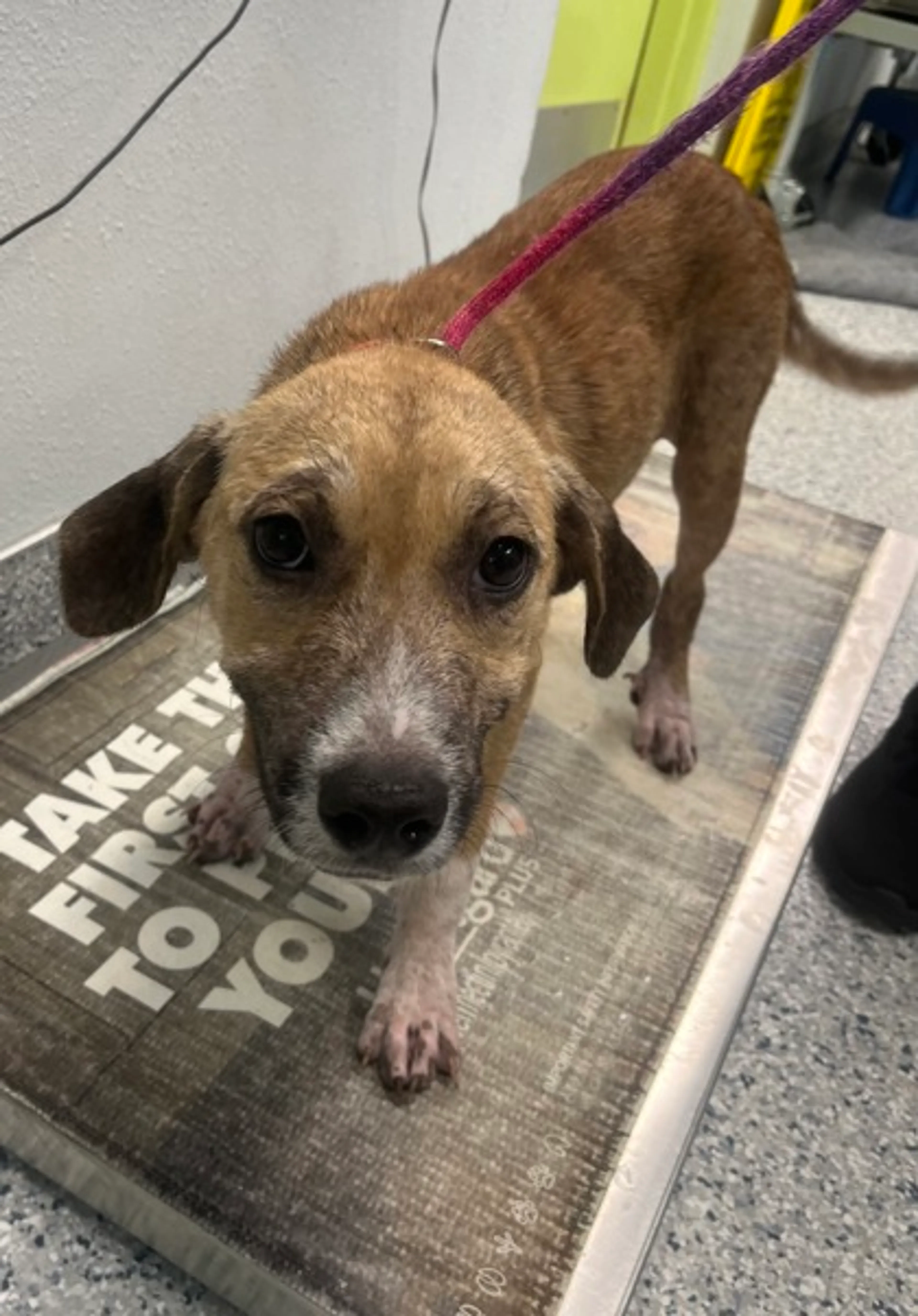 Found pet