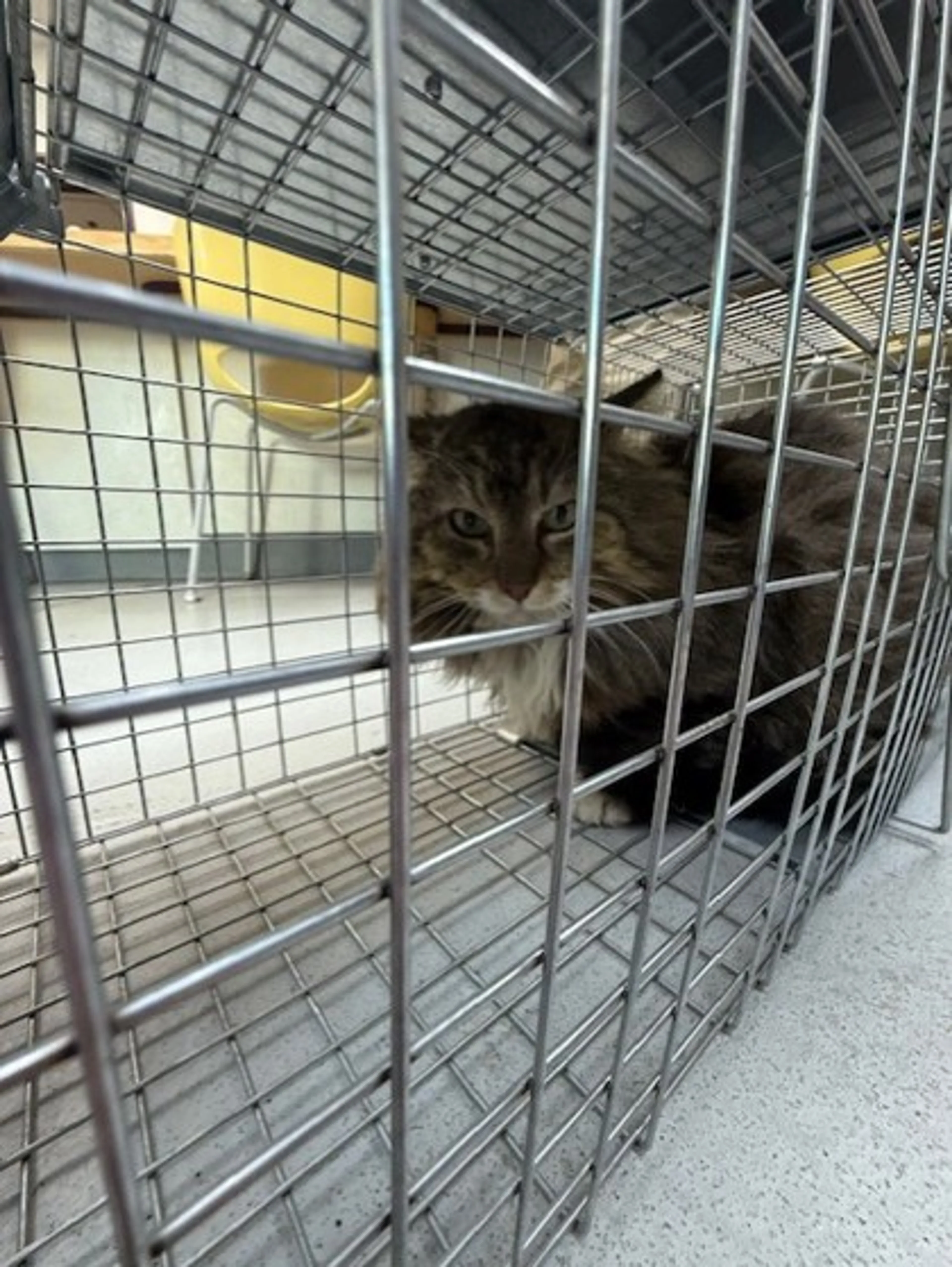 Found pet