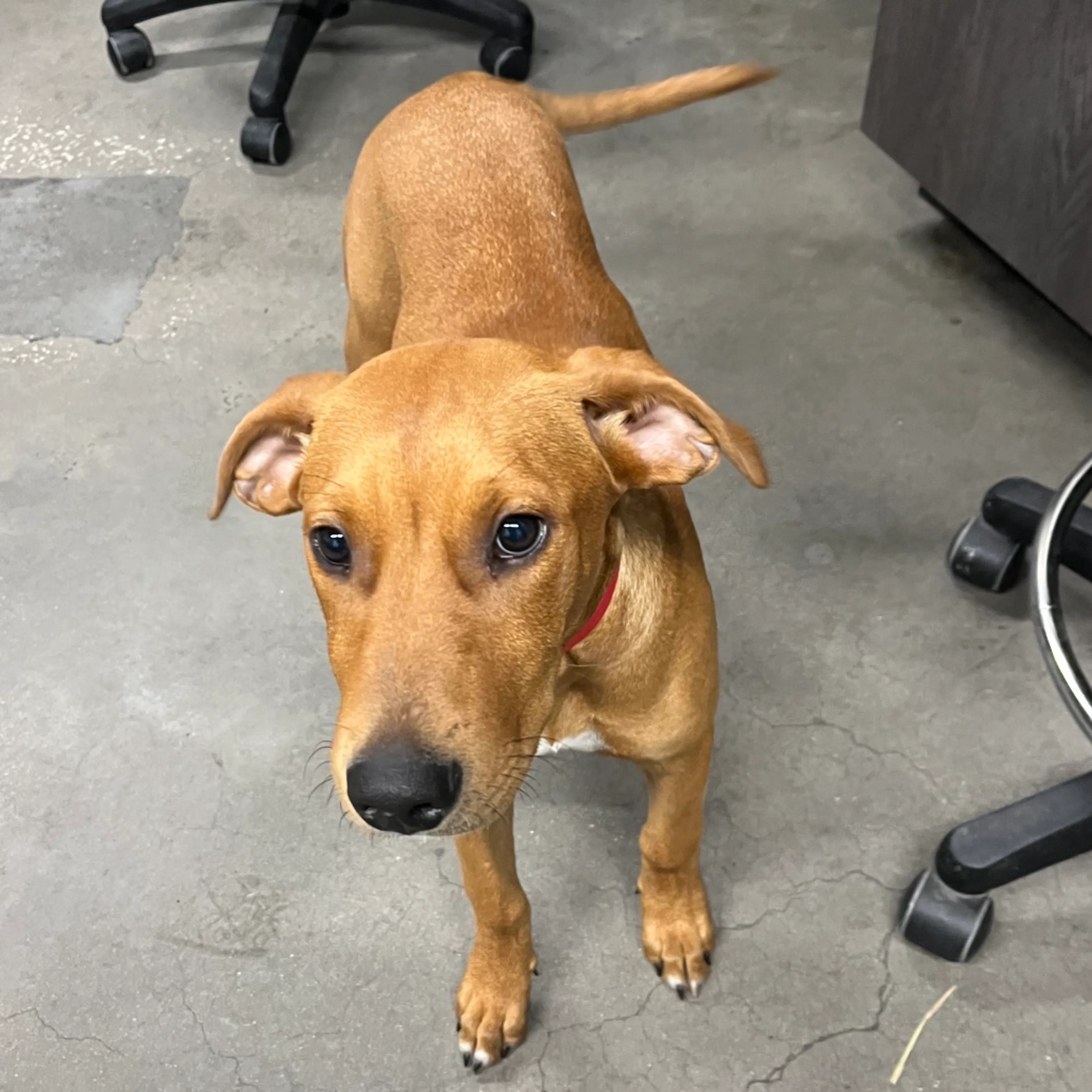 Found pet