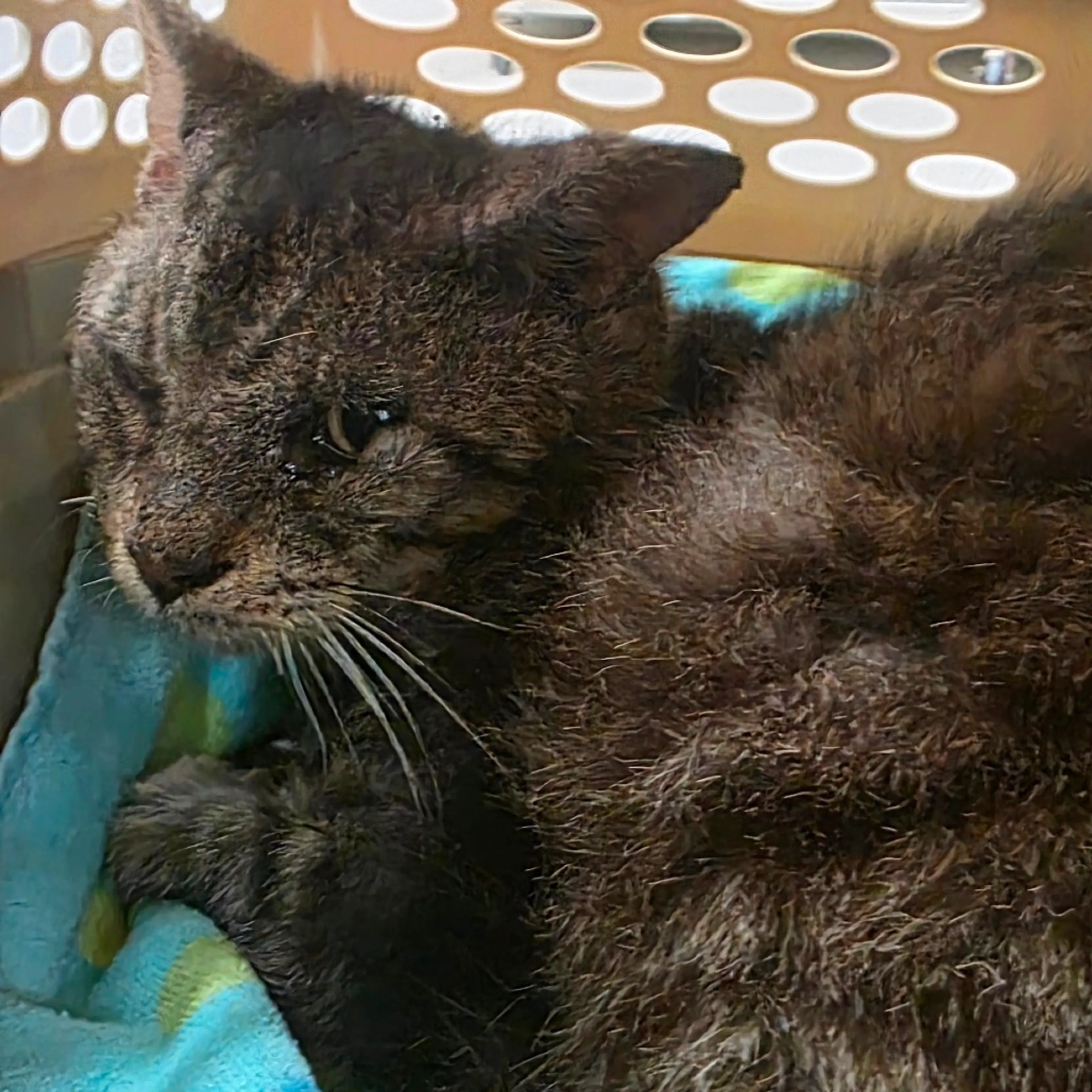 Found pet