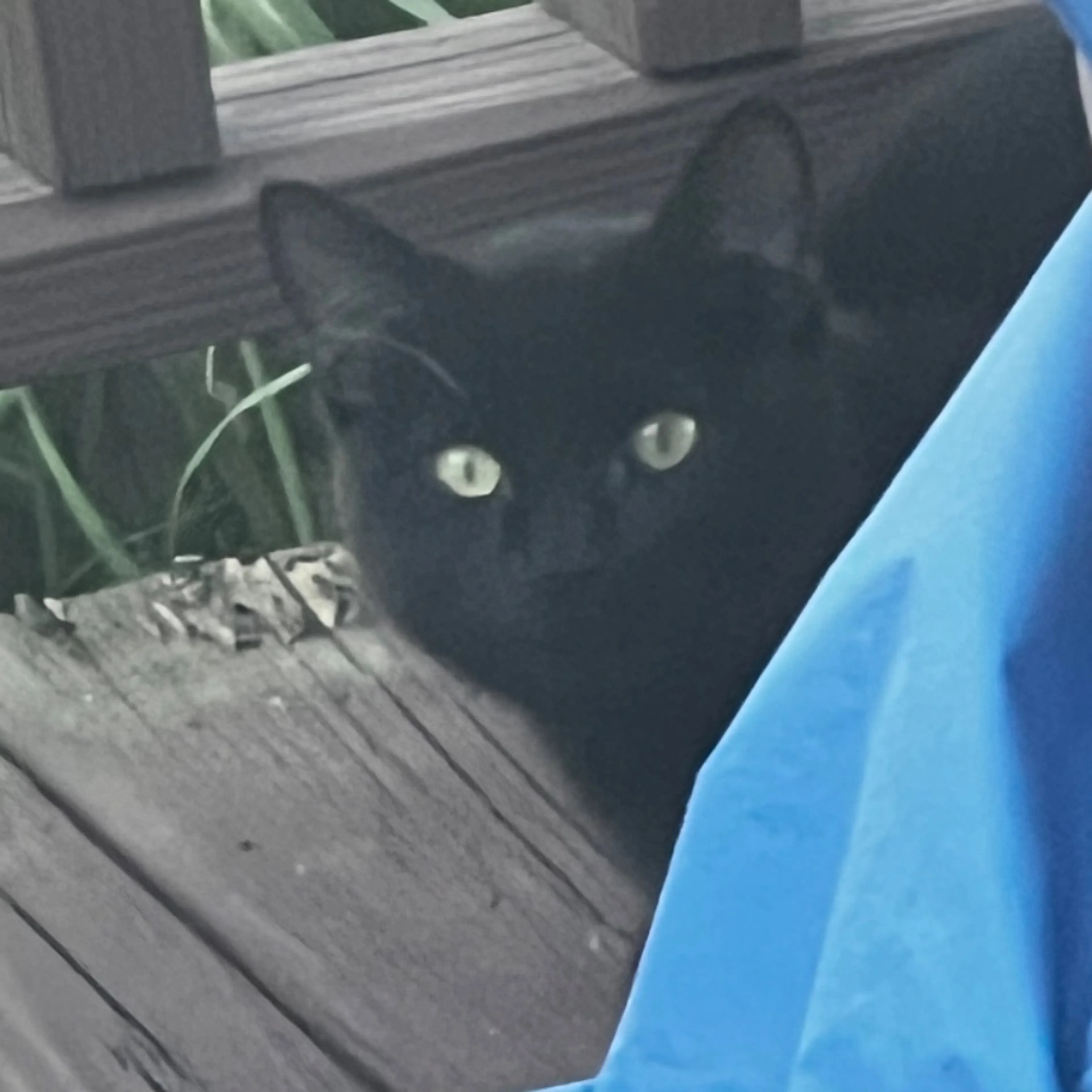 Found pet