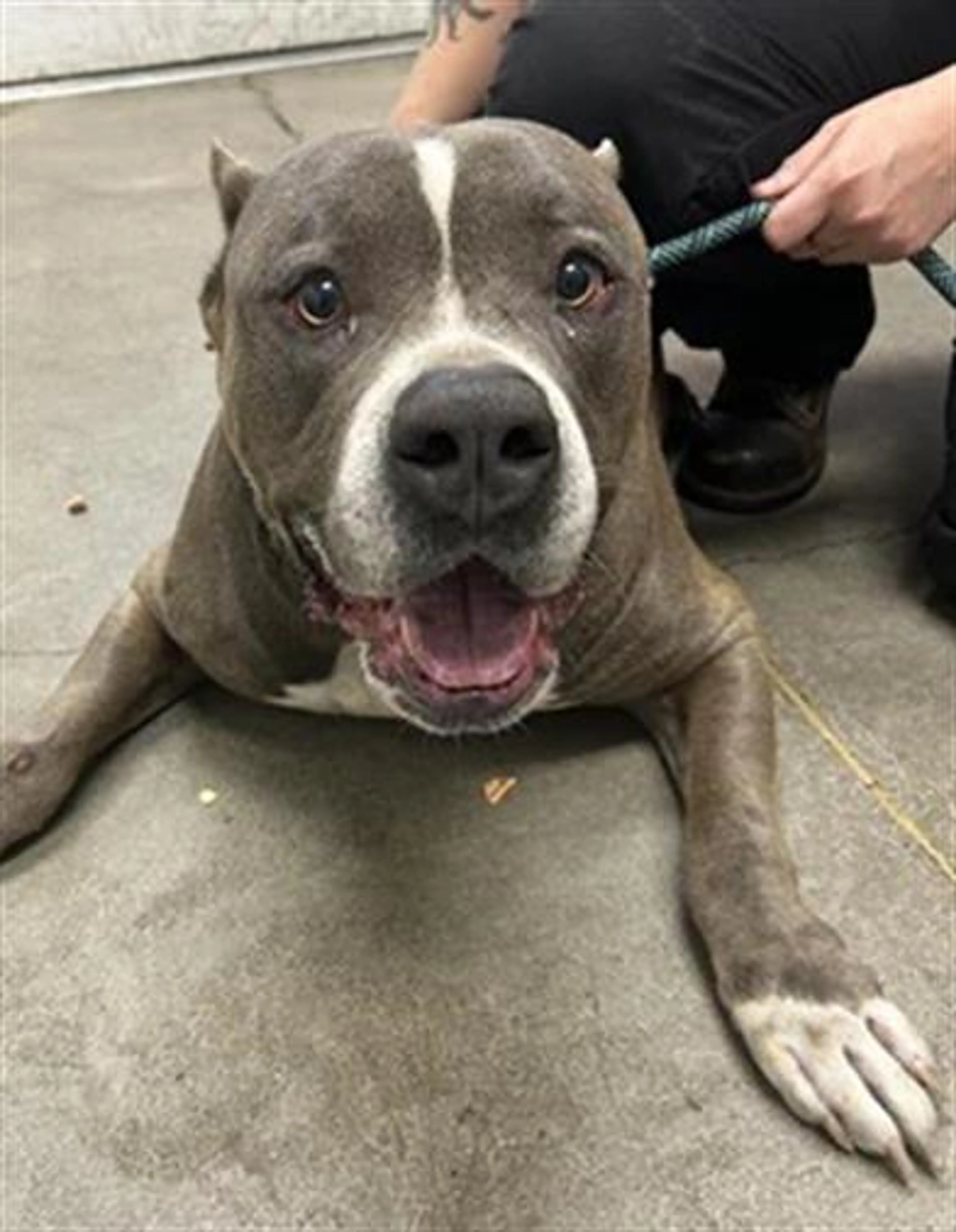Found pet