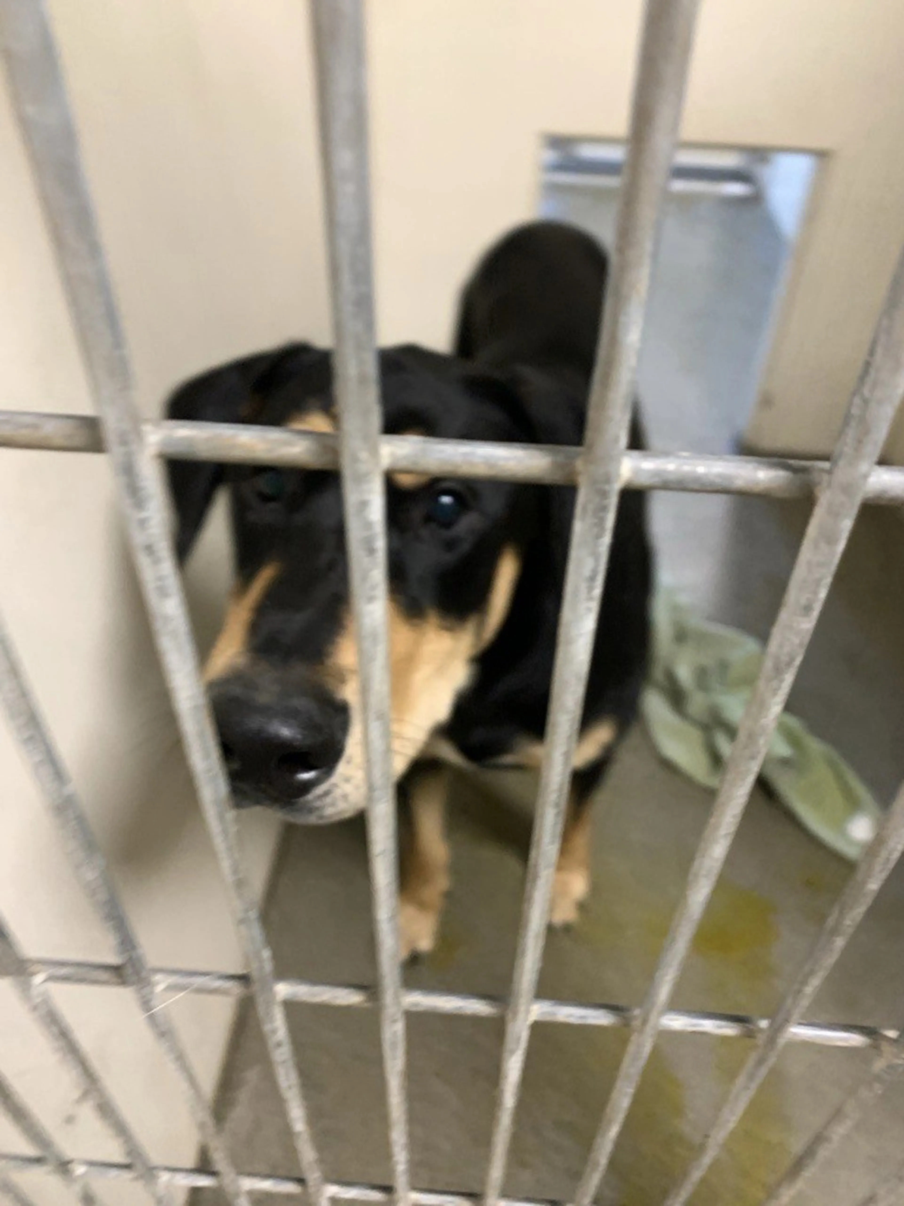 Found pet-1