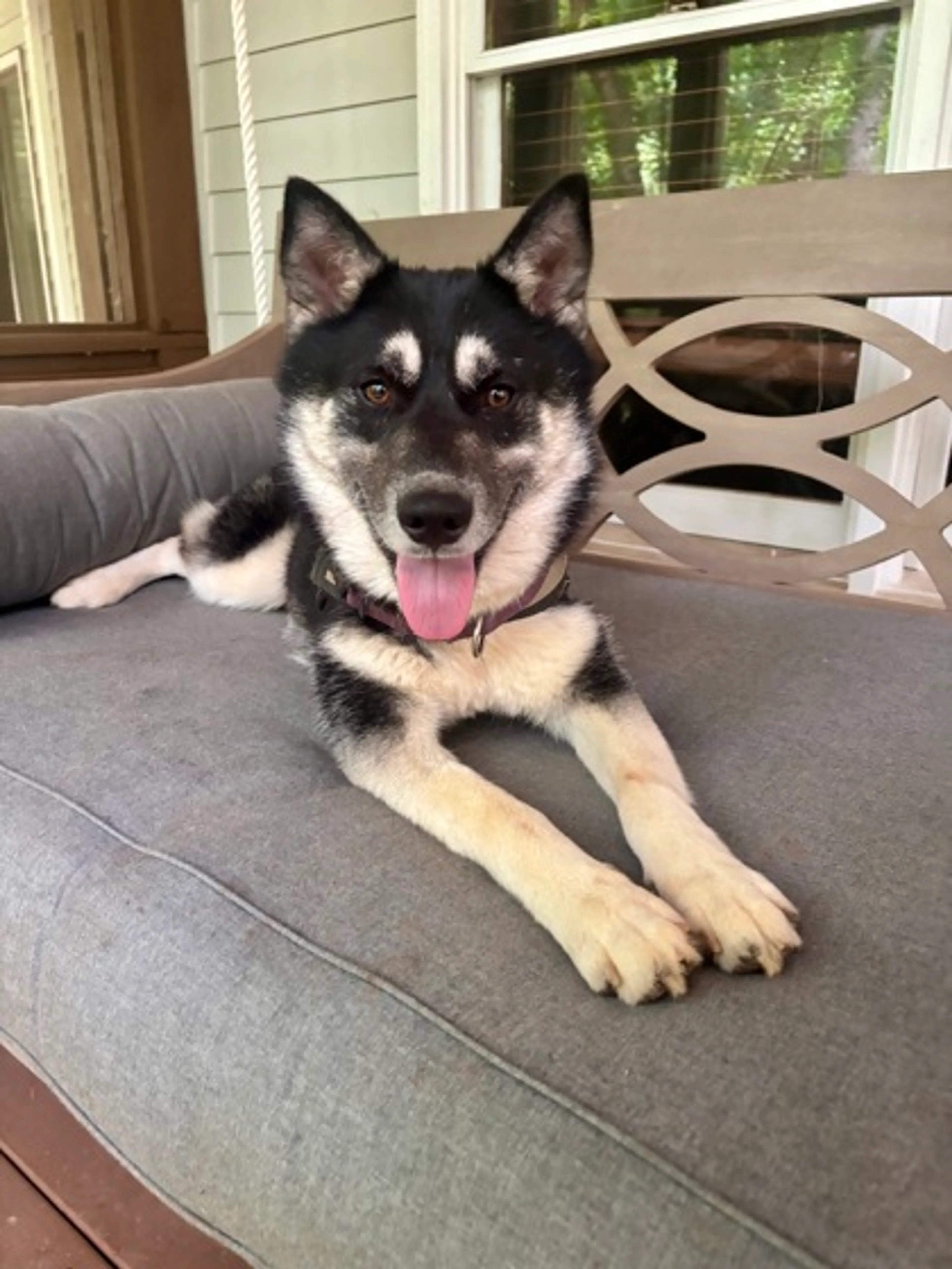 Found pet-2