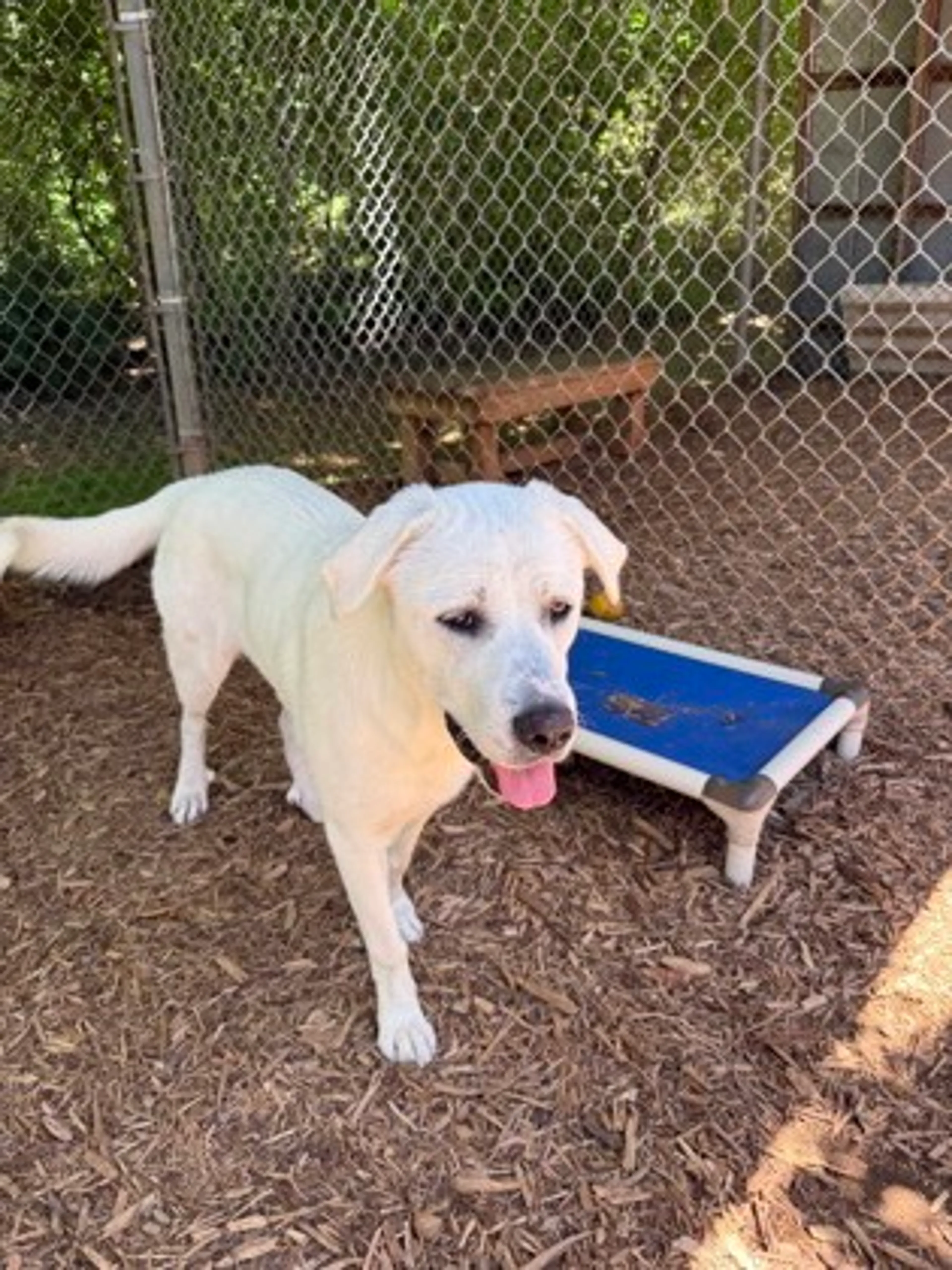 Found pet-2