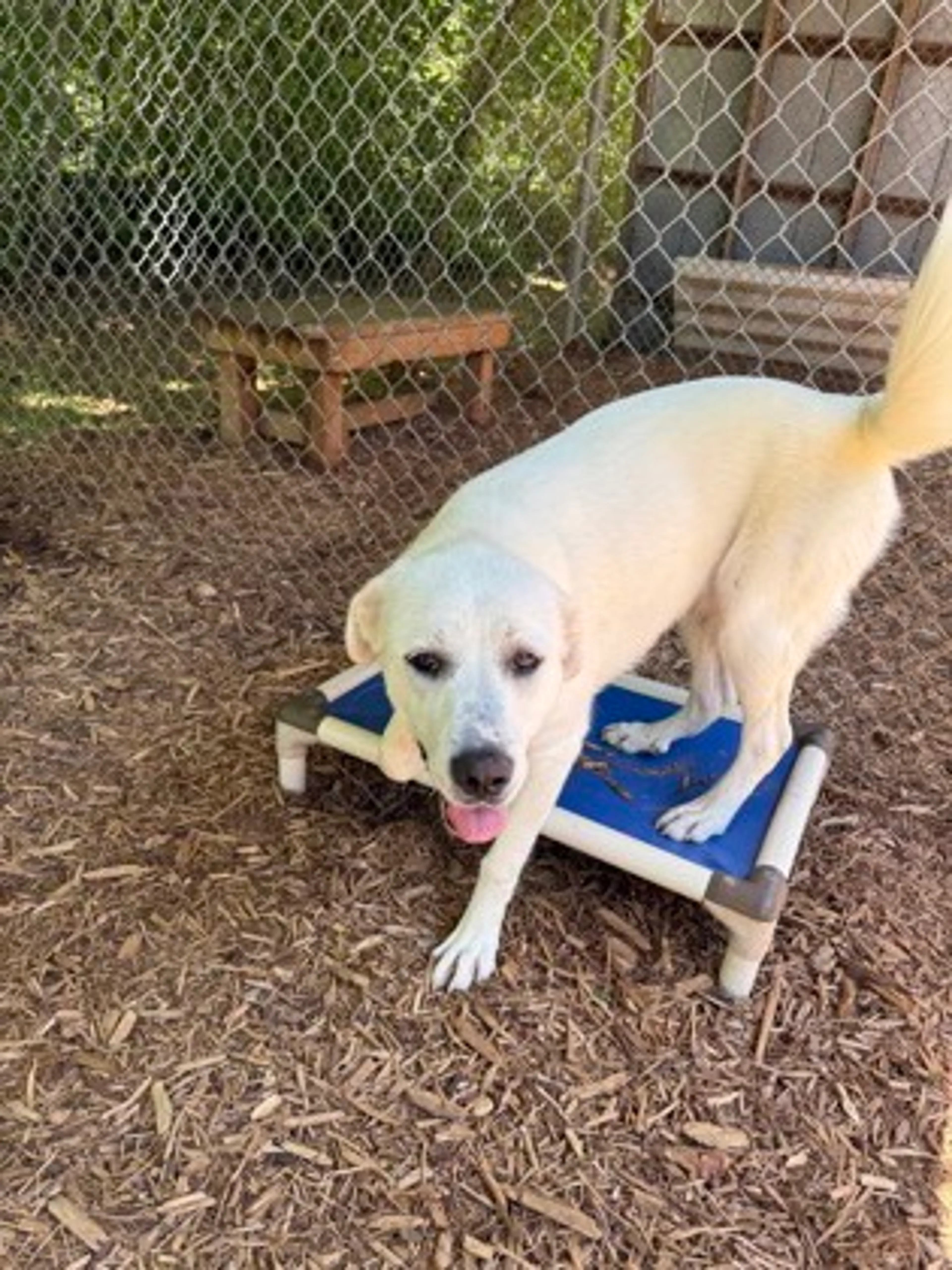 Found pet-1