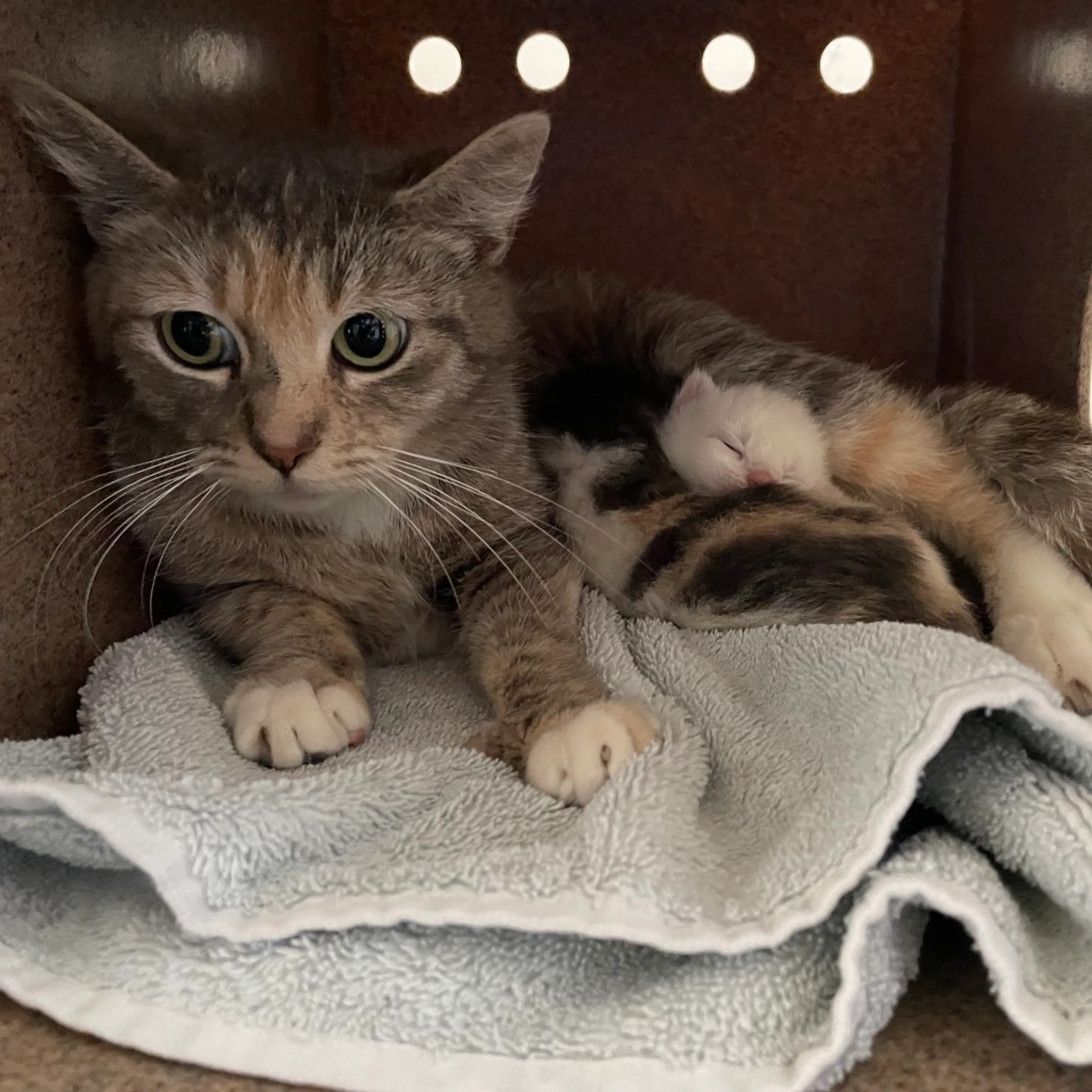 Found pet