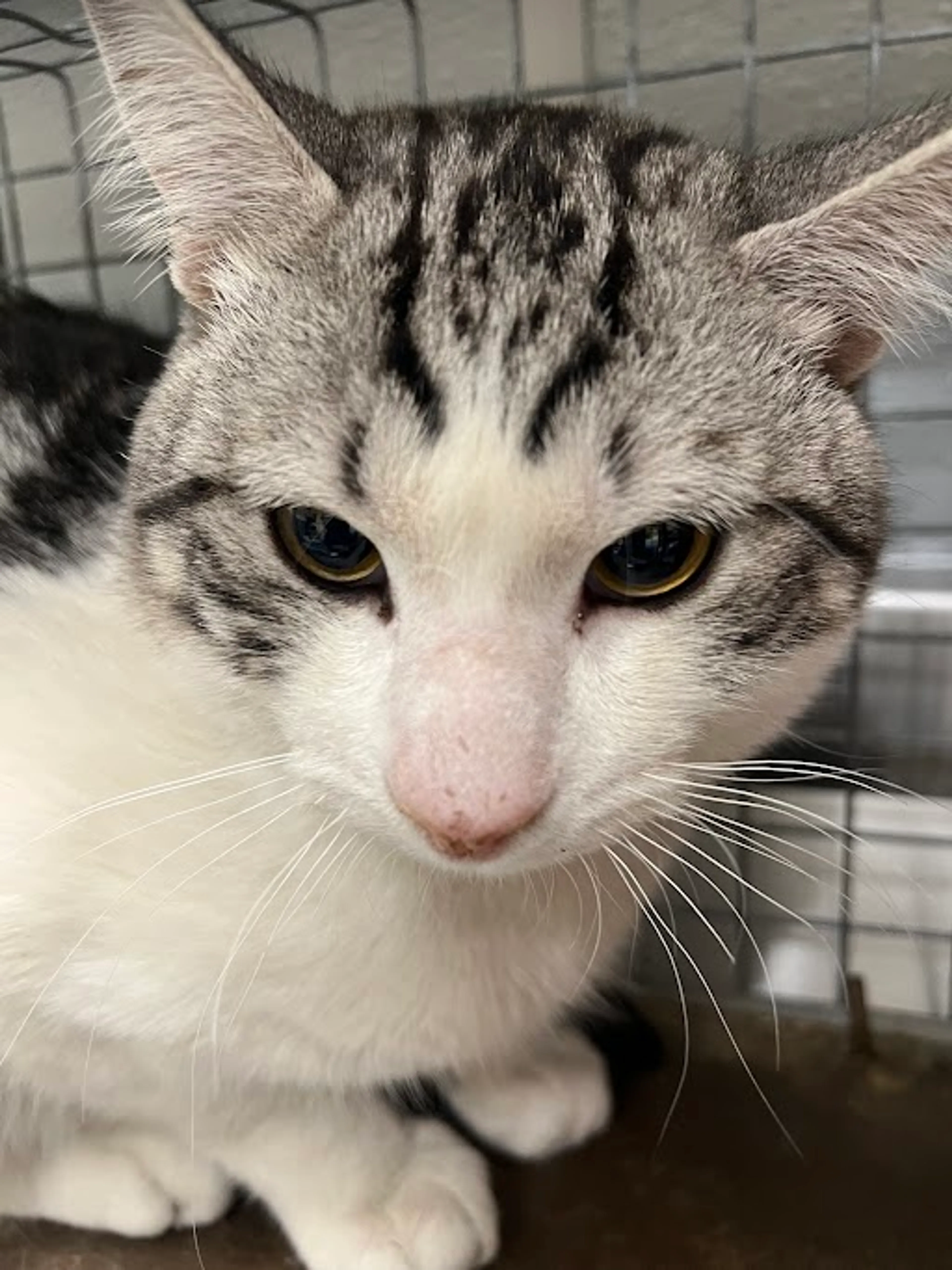 Found pet