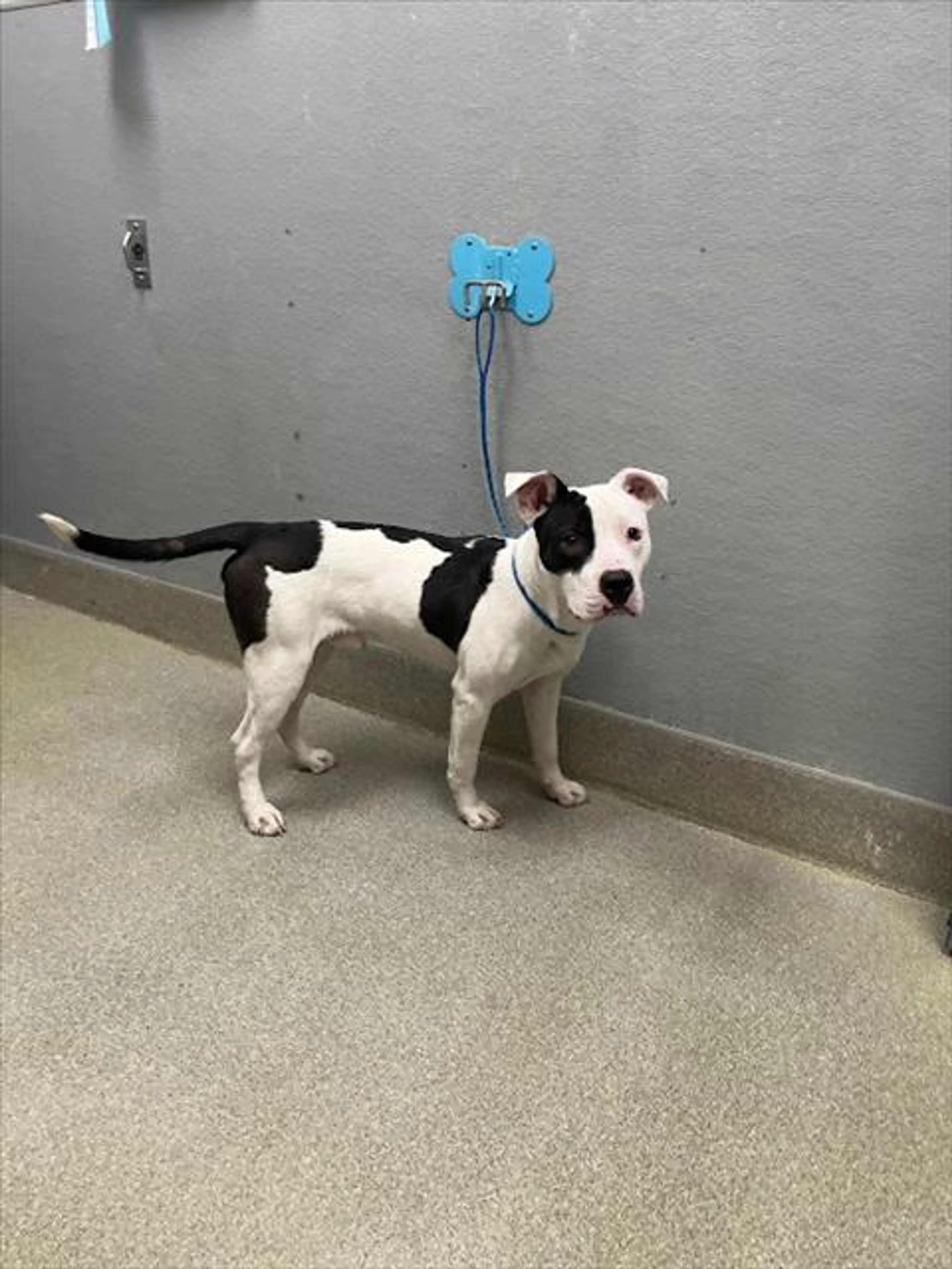 Found pet