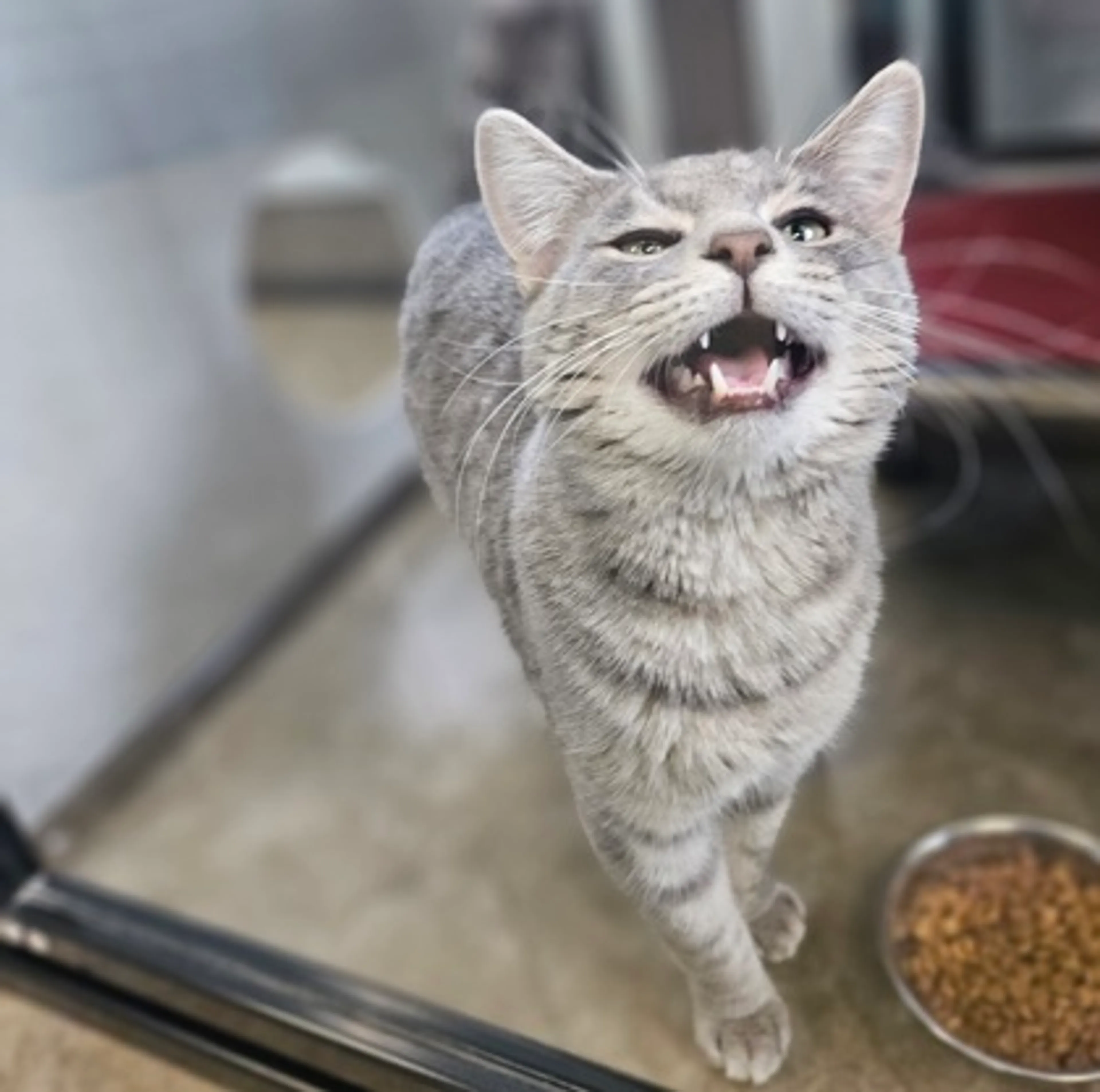 Found pet