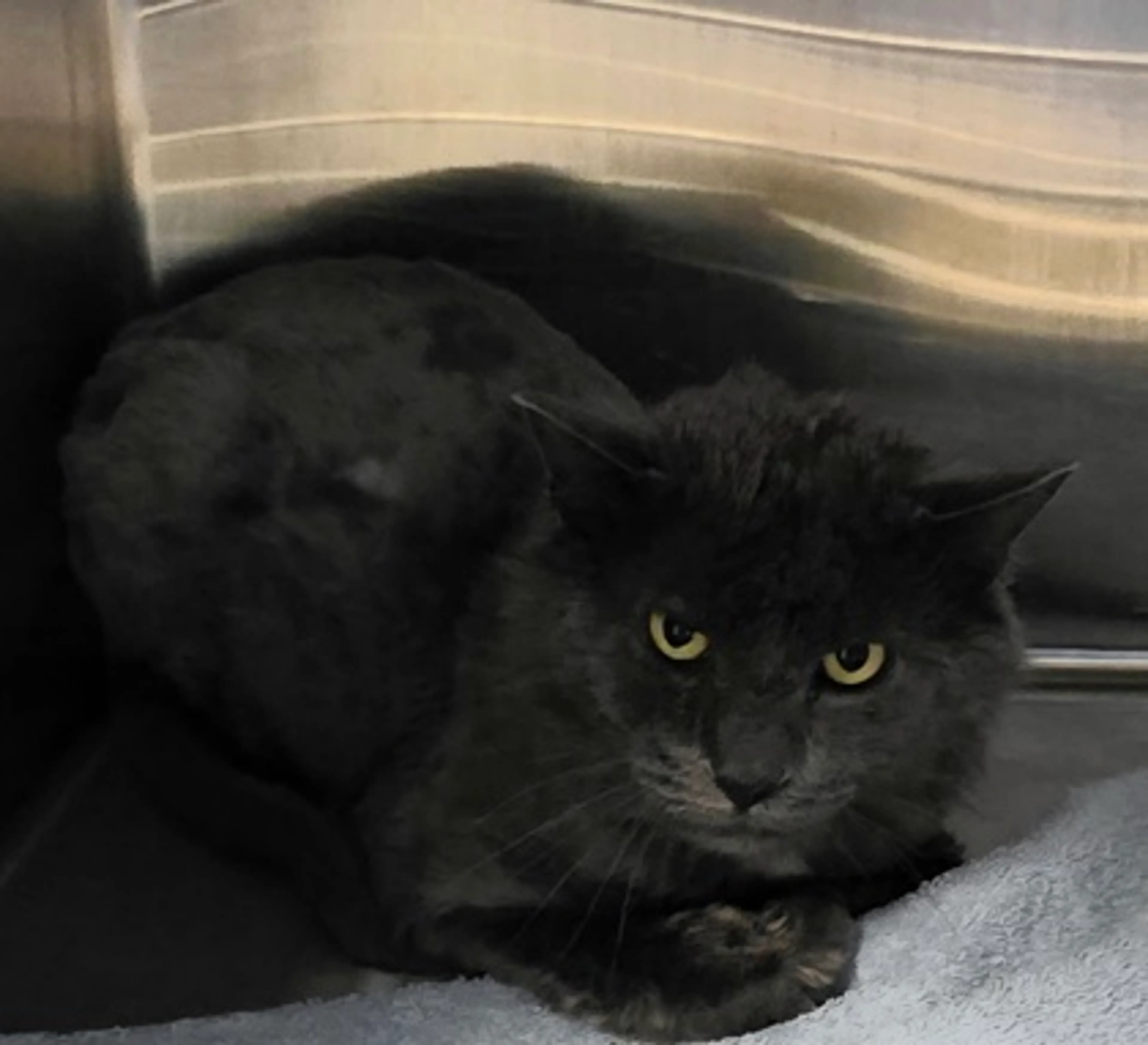 Found pet-1