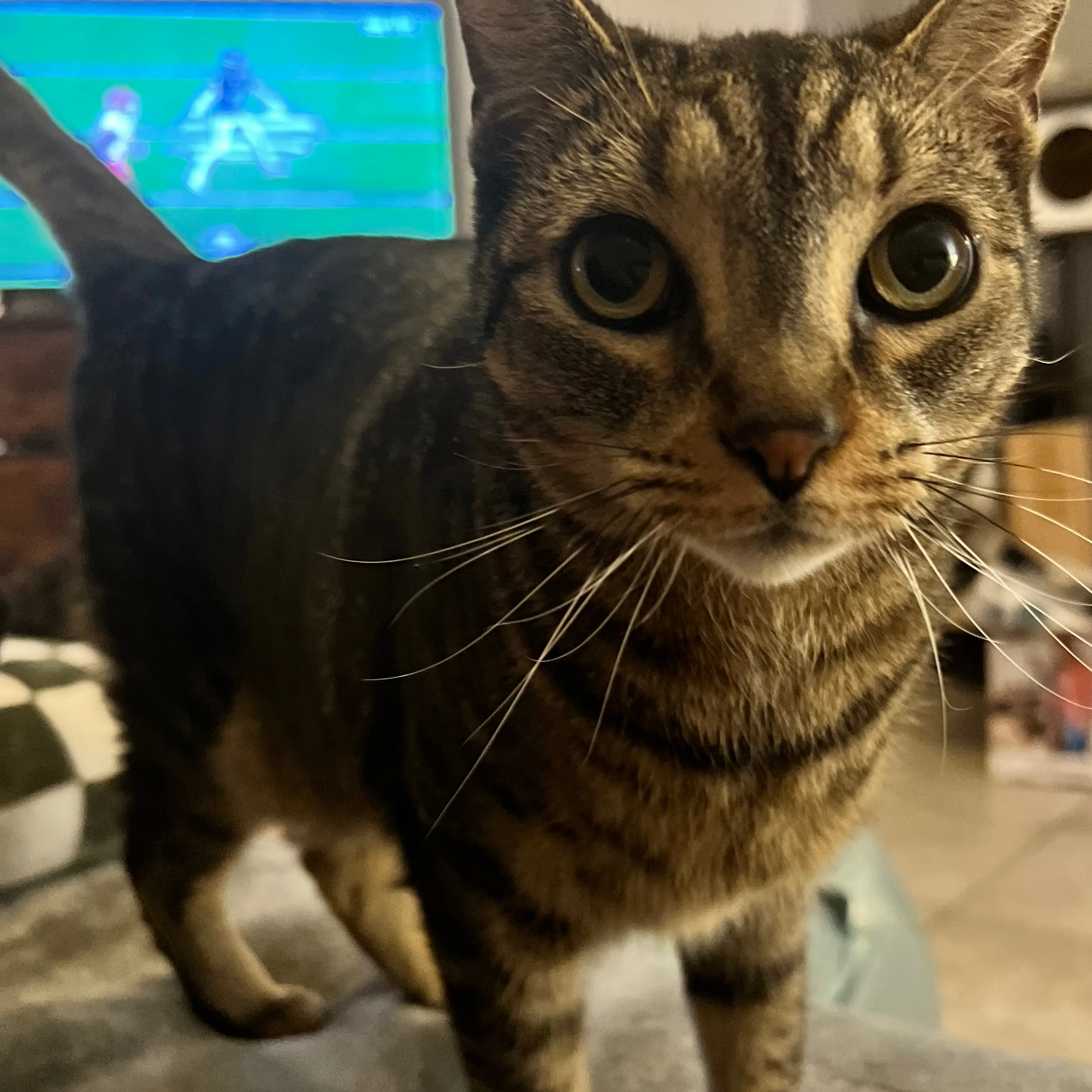 Lost pet-1