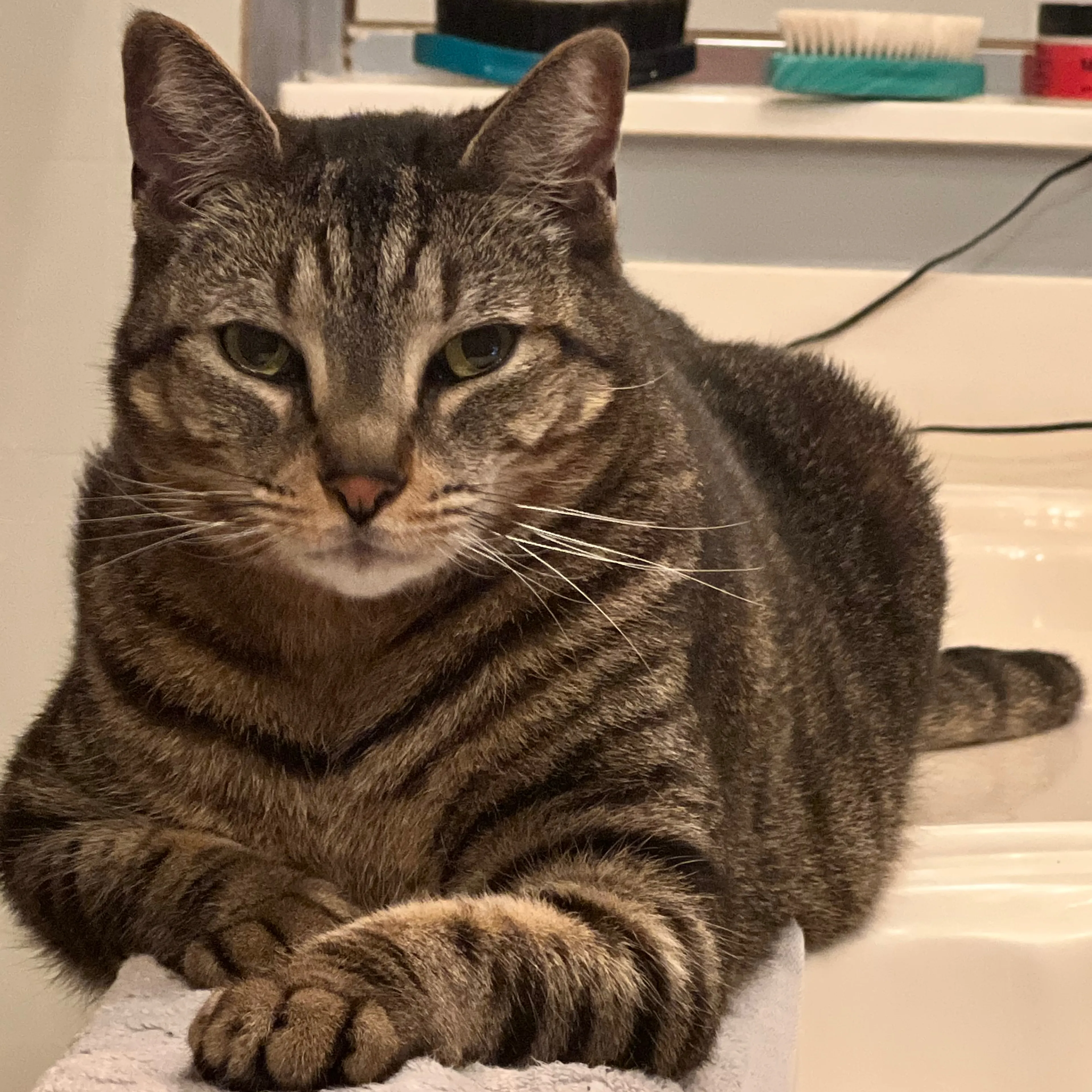 Lost pet-2