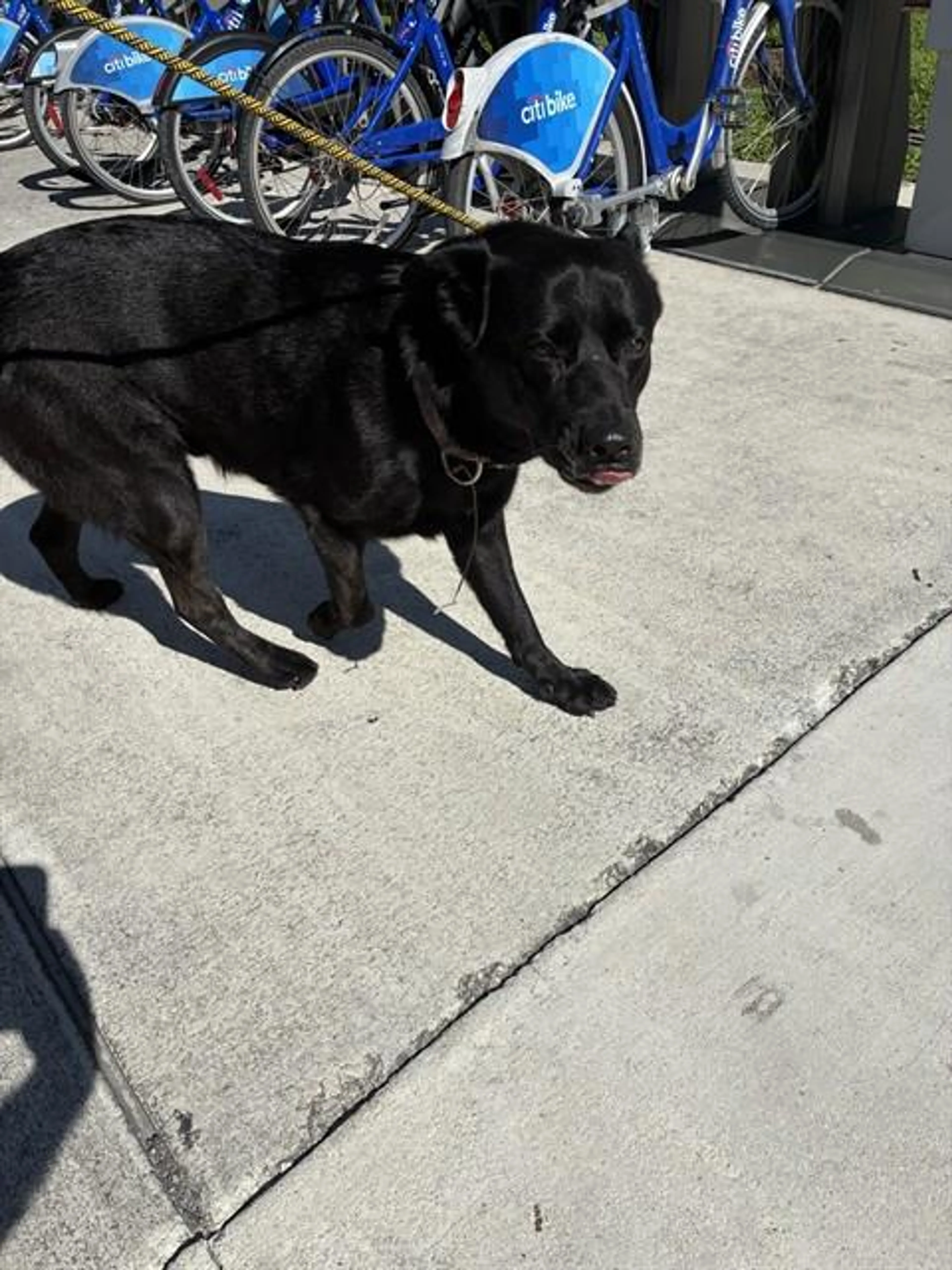 Found pet