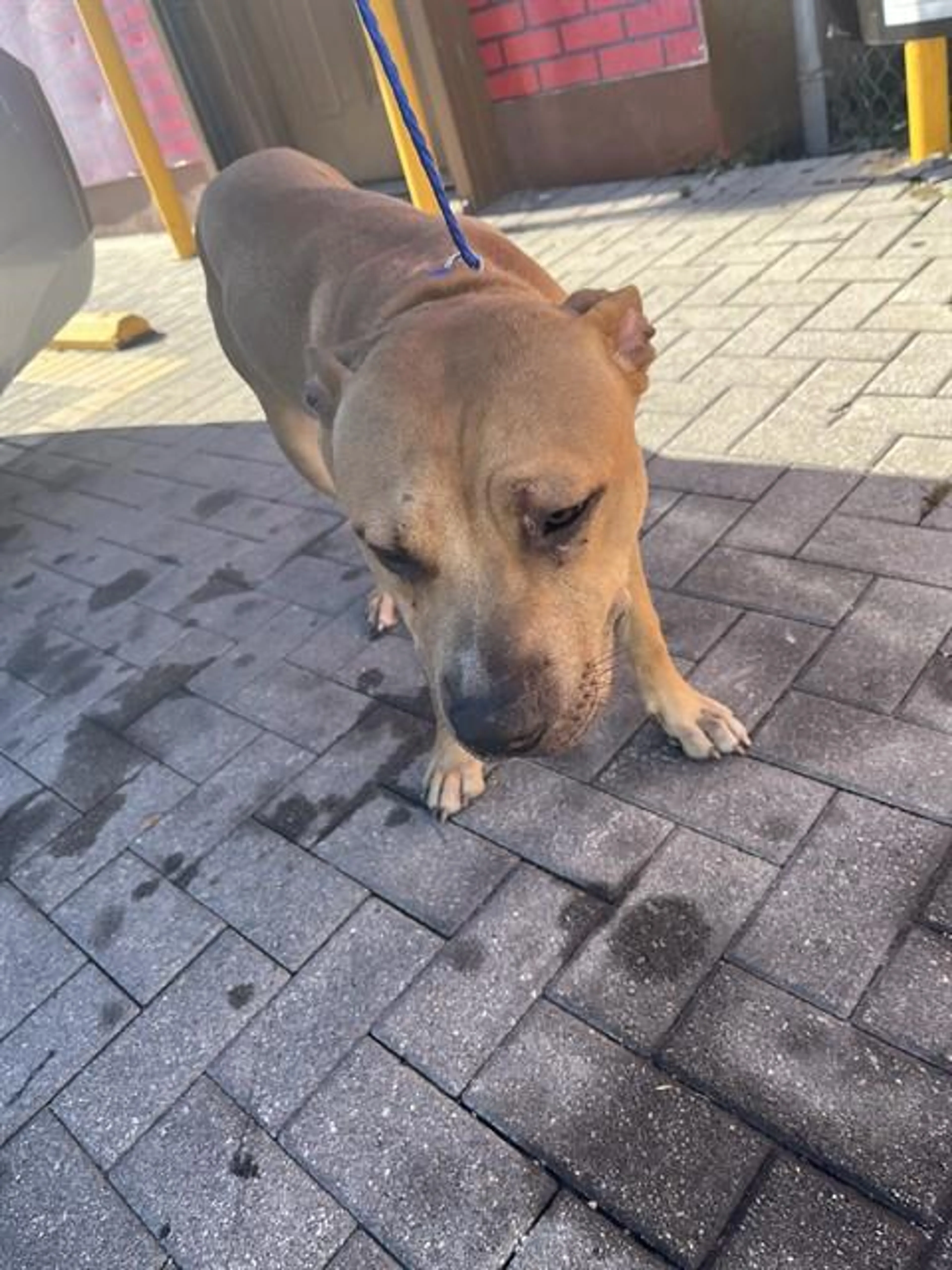 Found pet