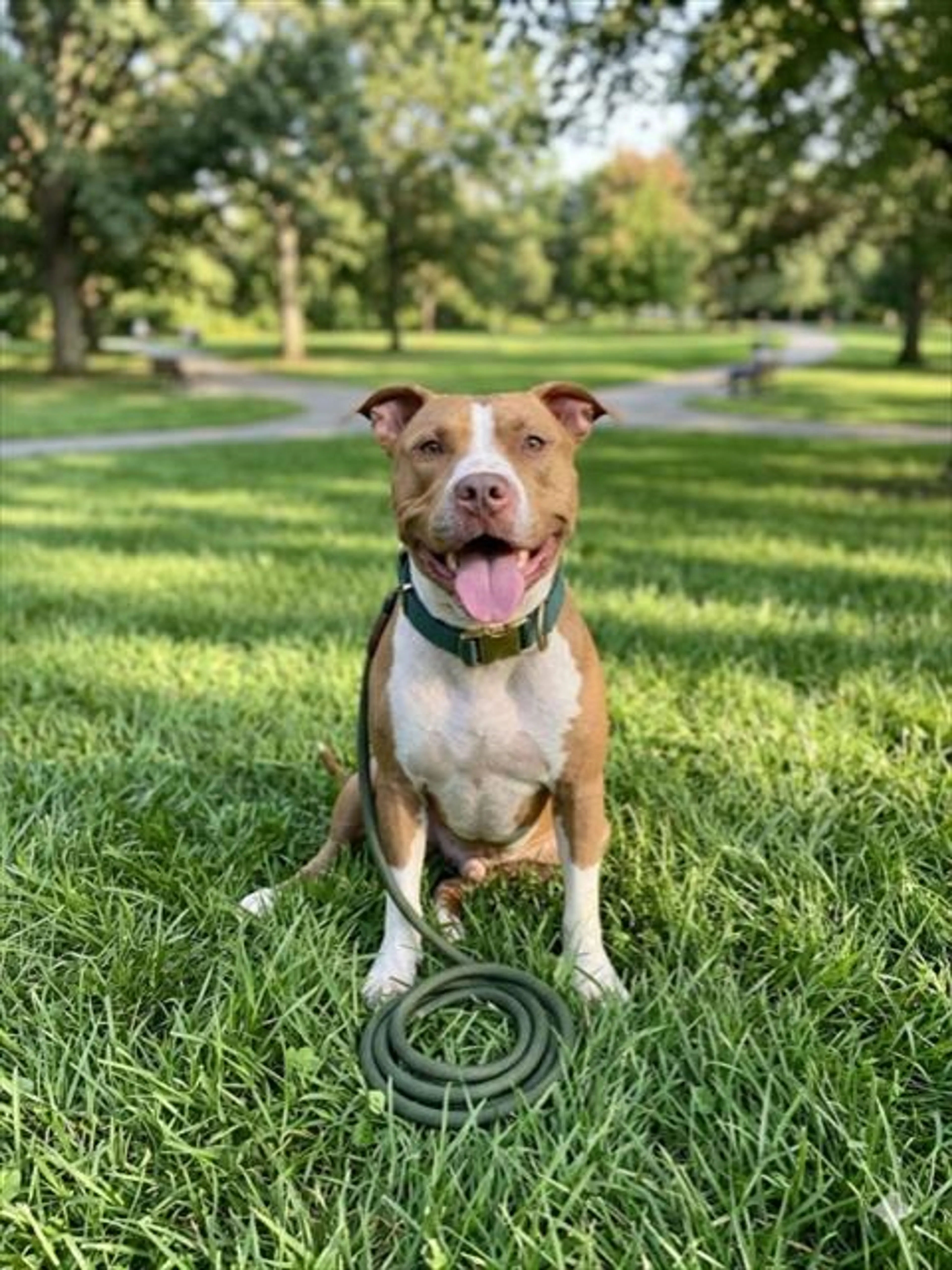 Found pet