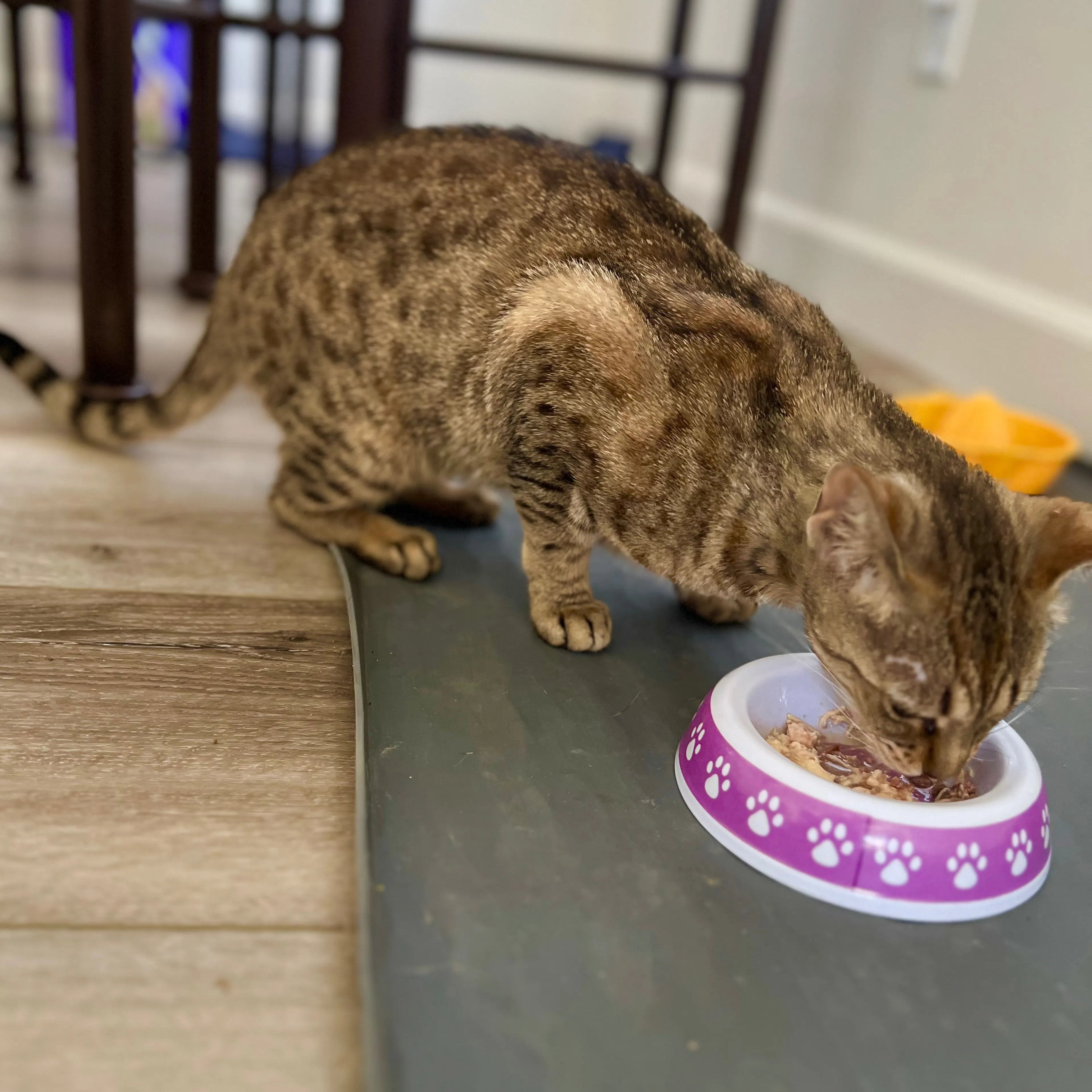 Found pet-1
