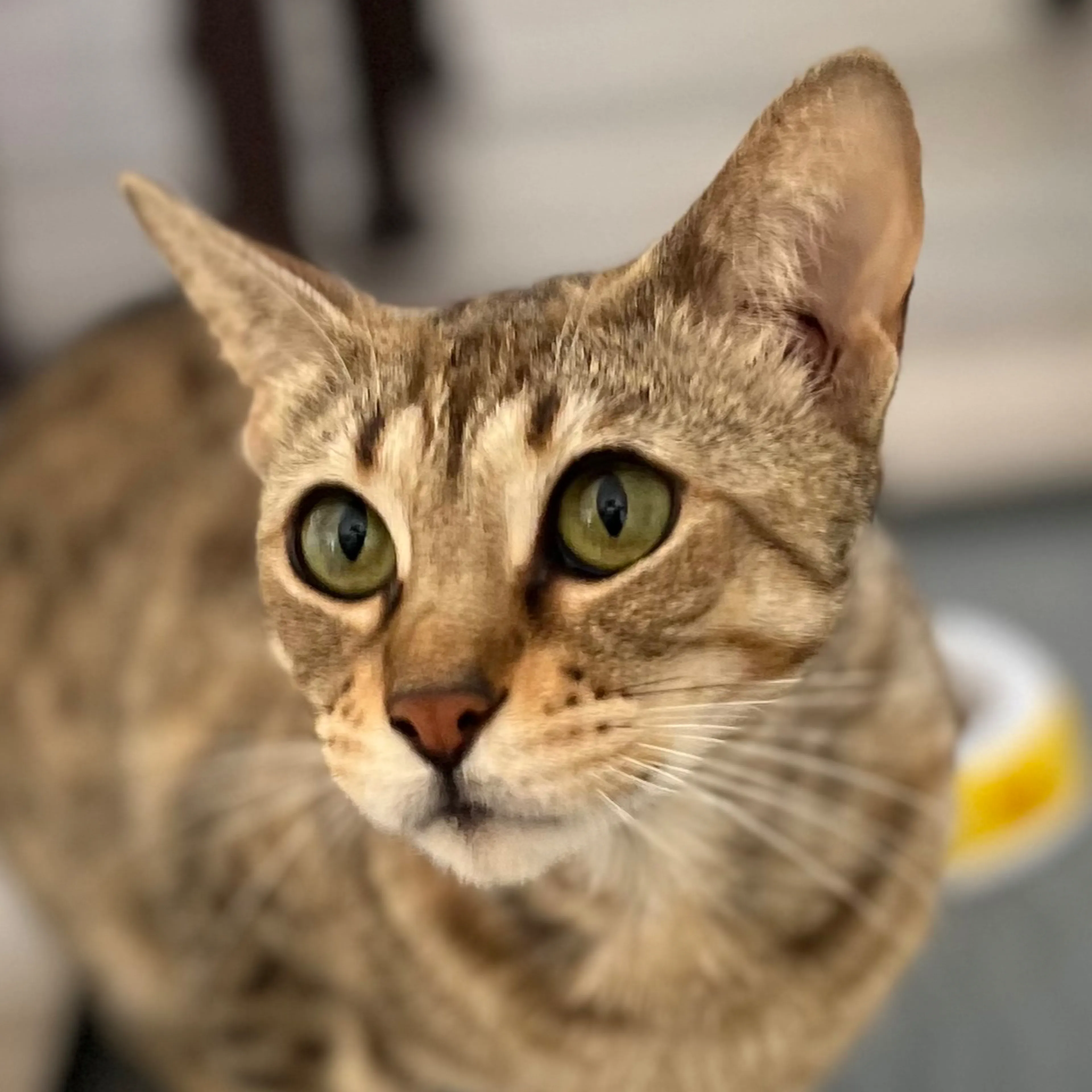 Found pet-0