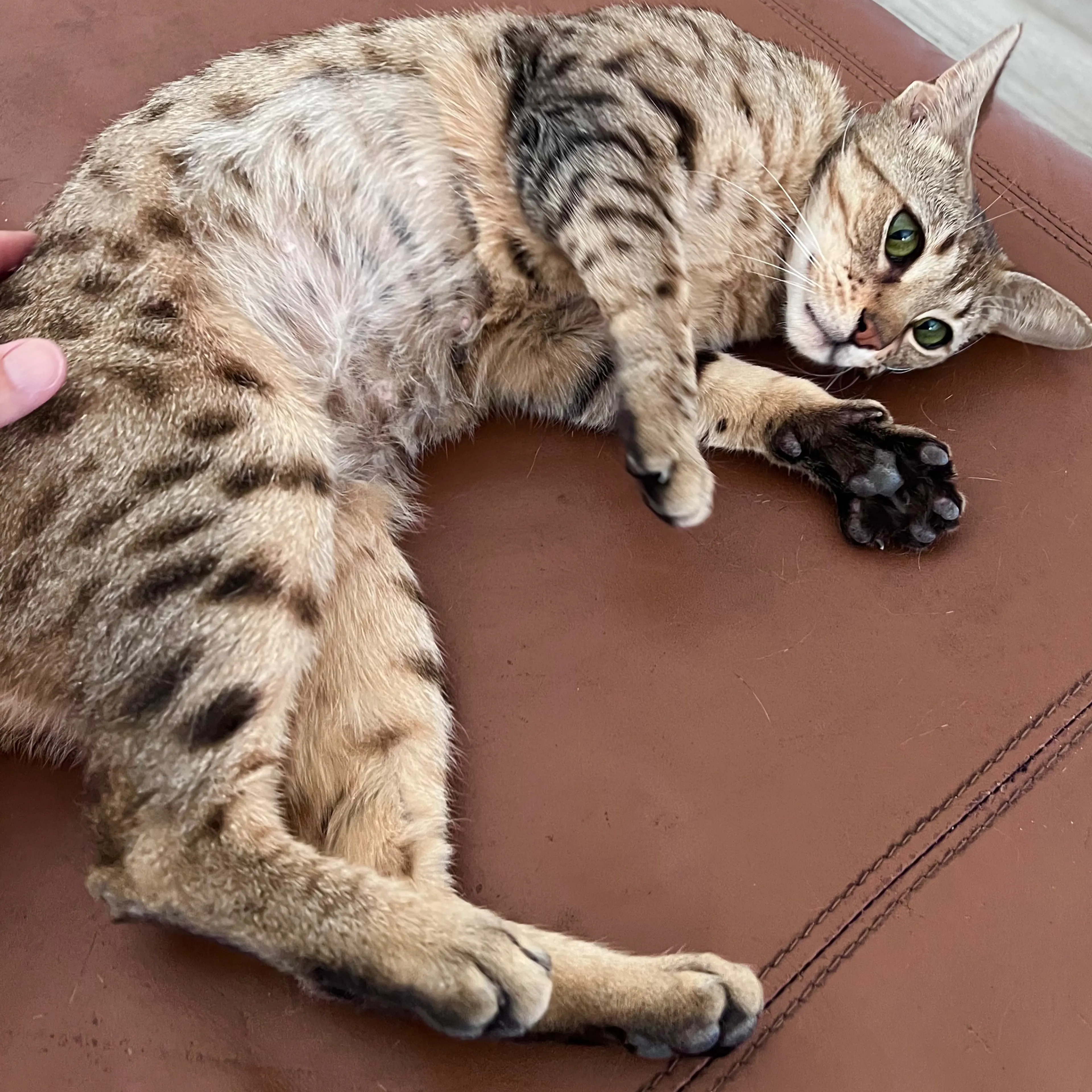 Found pet-3