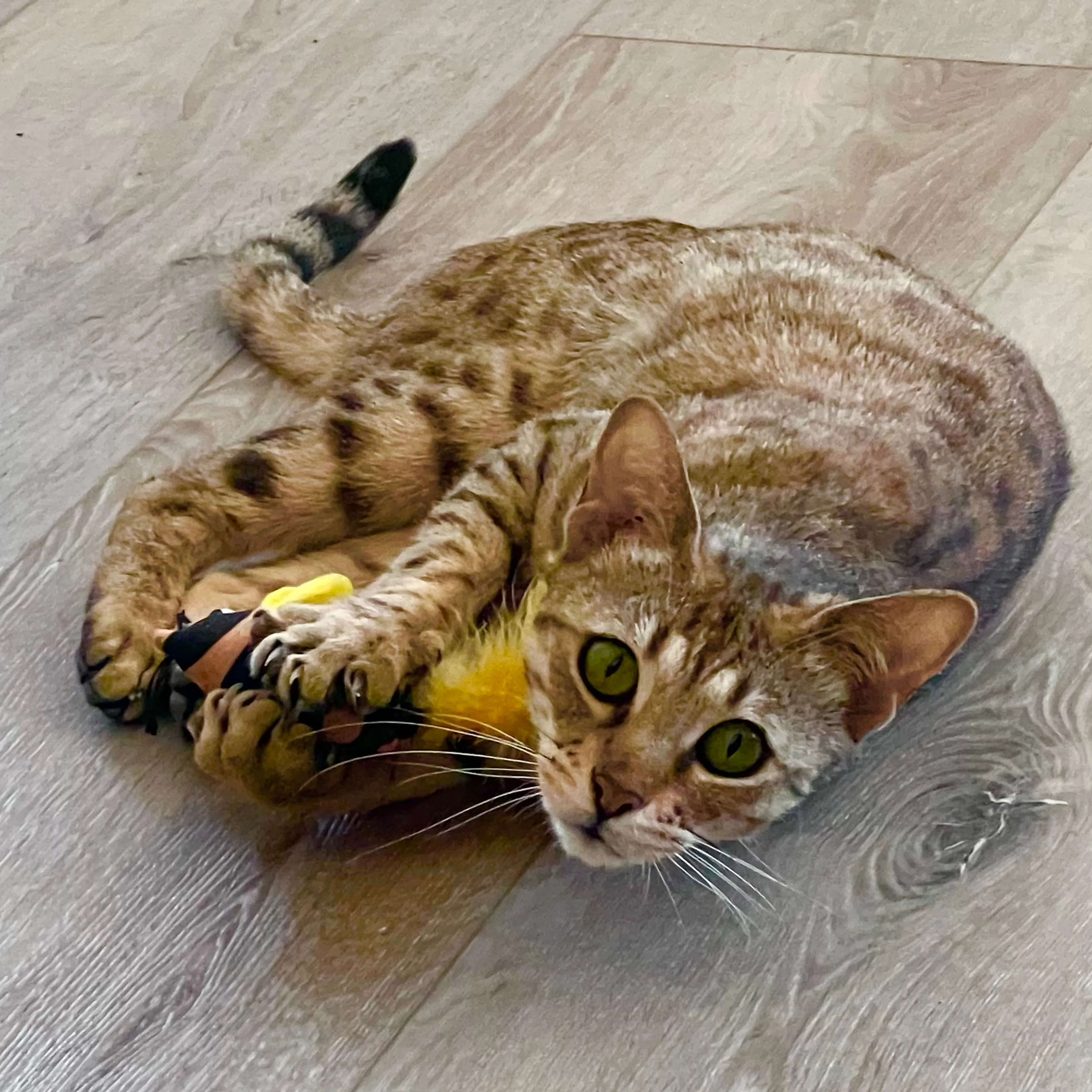 Found pet-2