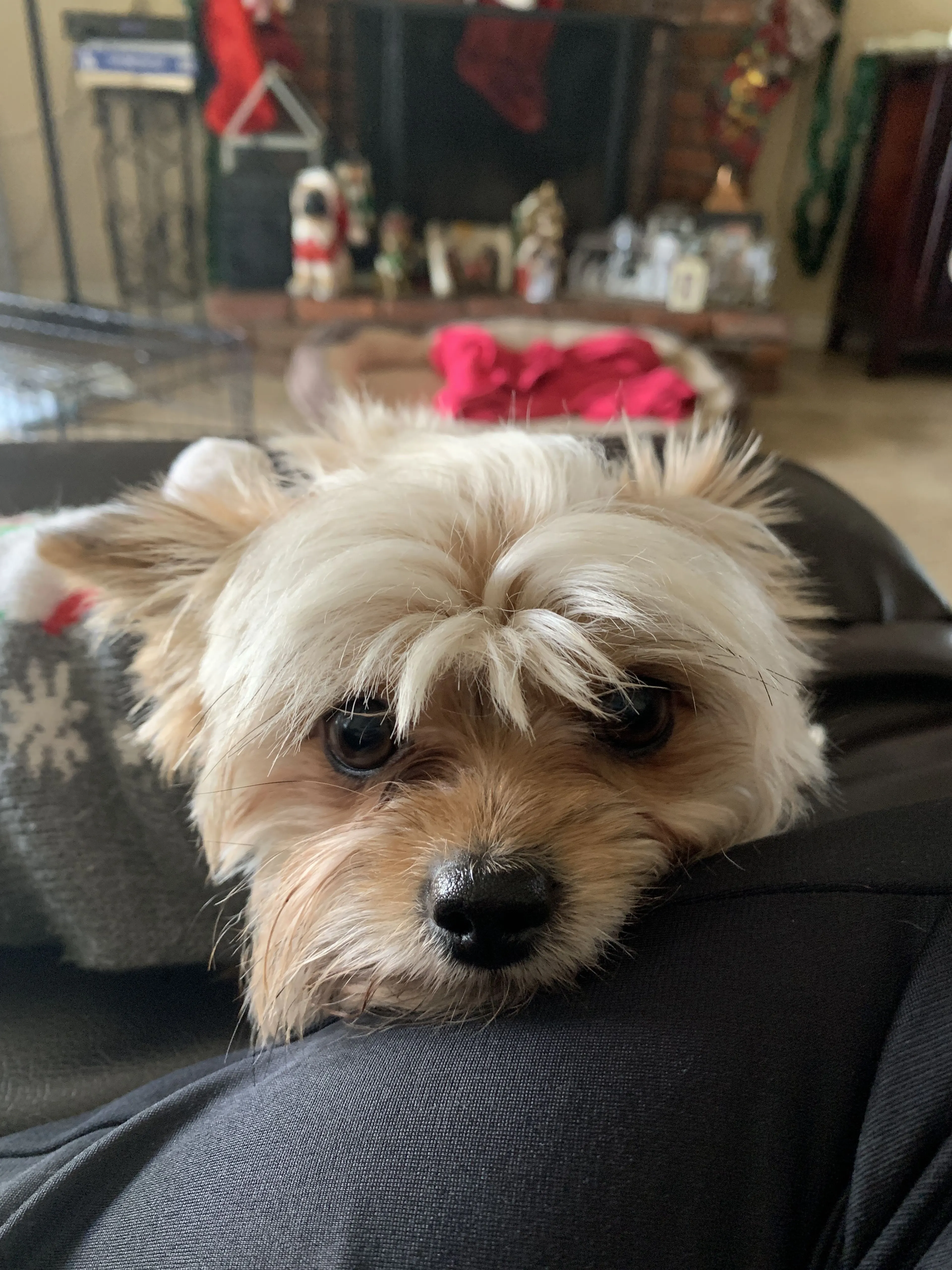 Lost pet-0