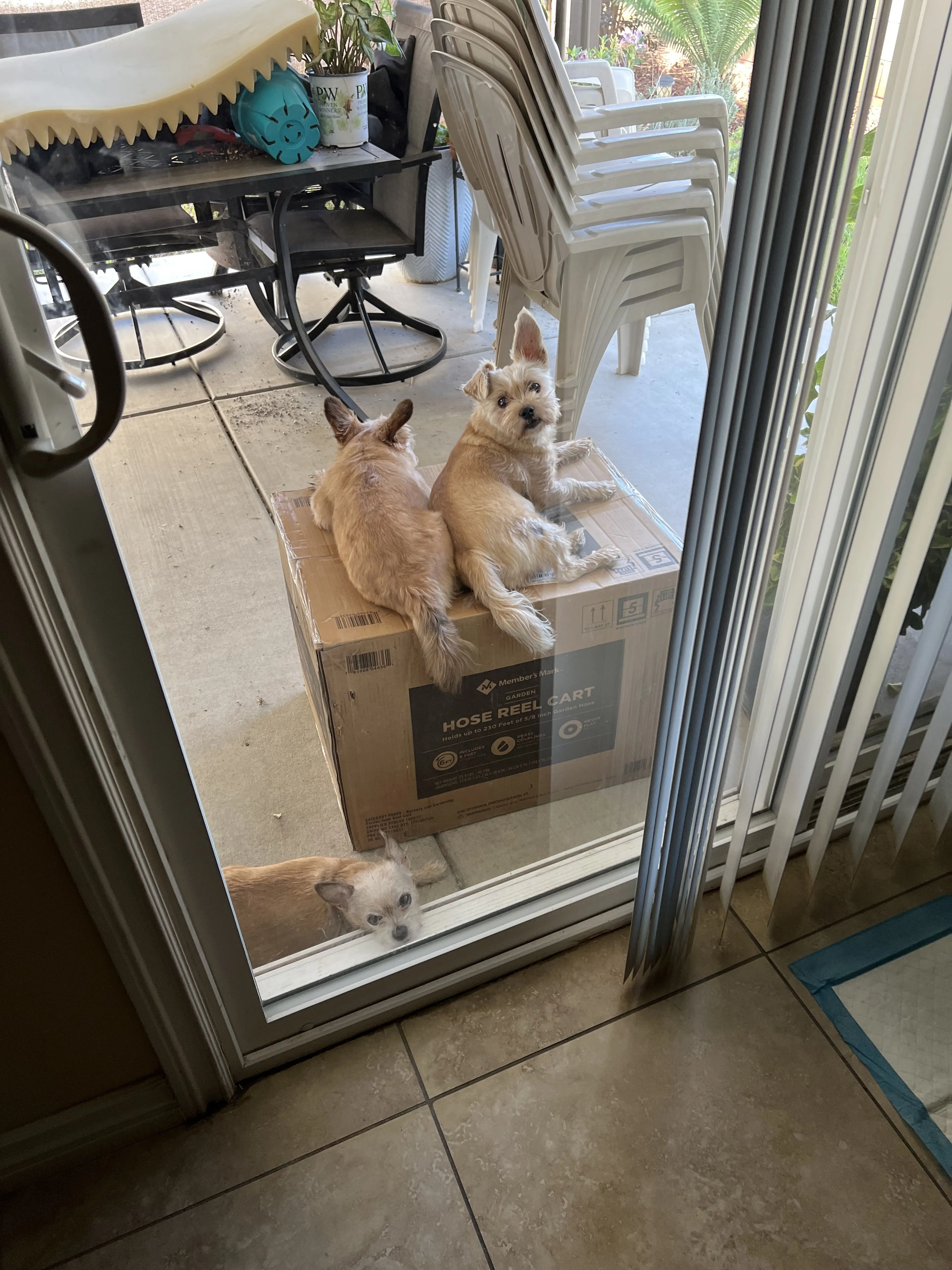 Lost pet-1