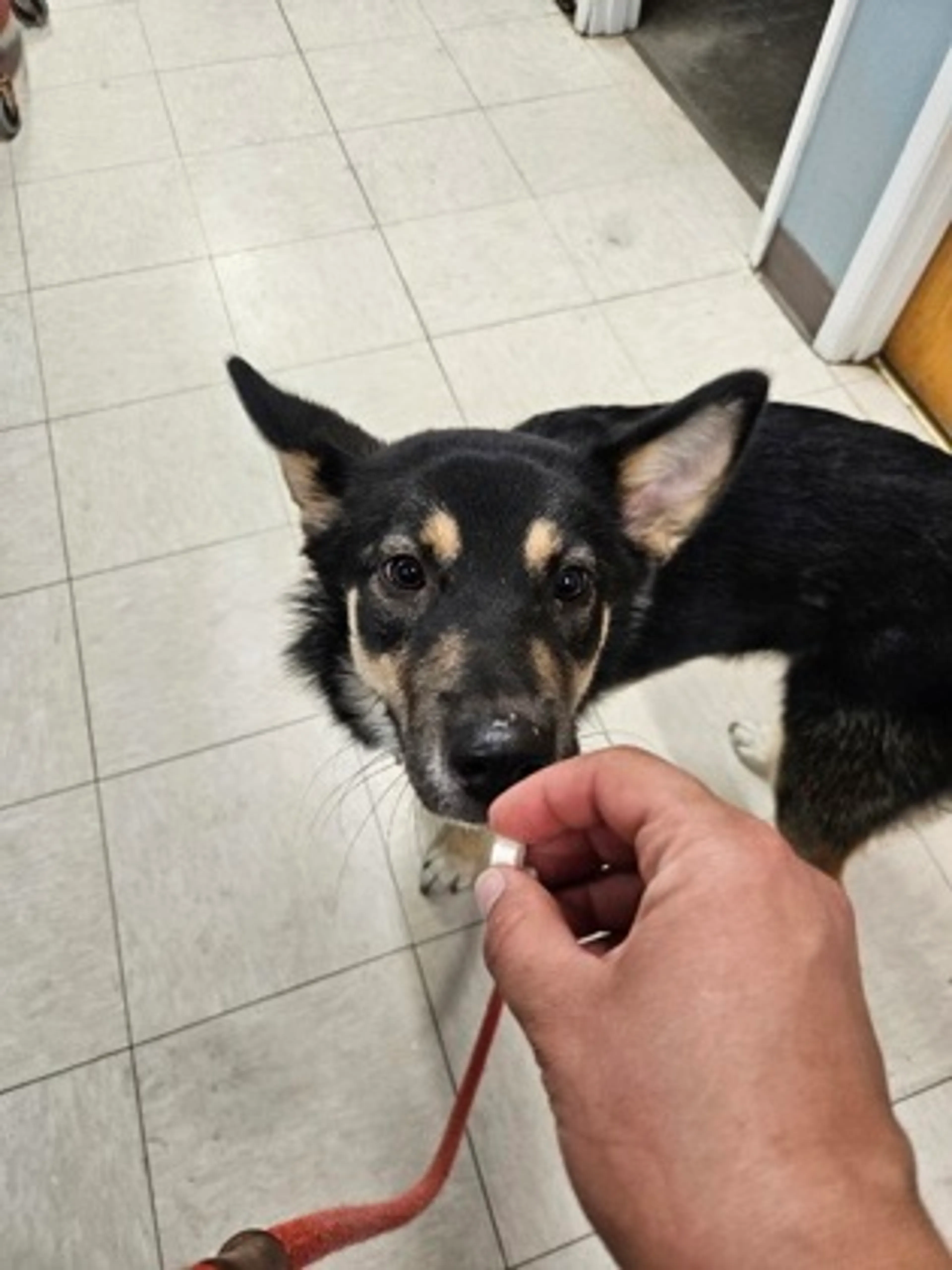 Found pet