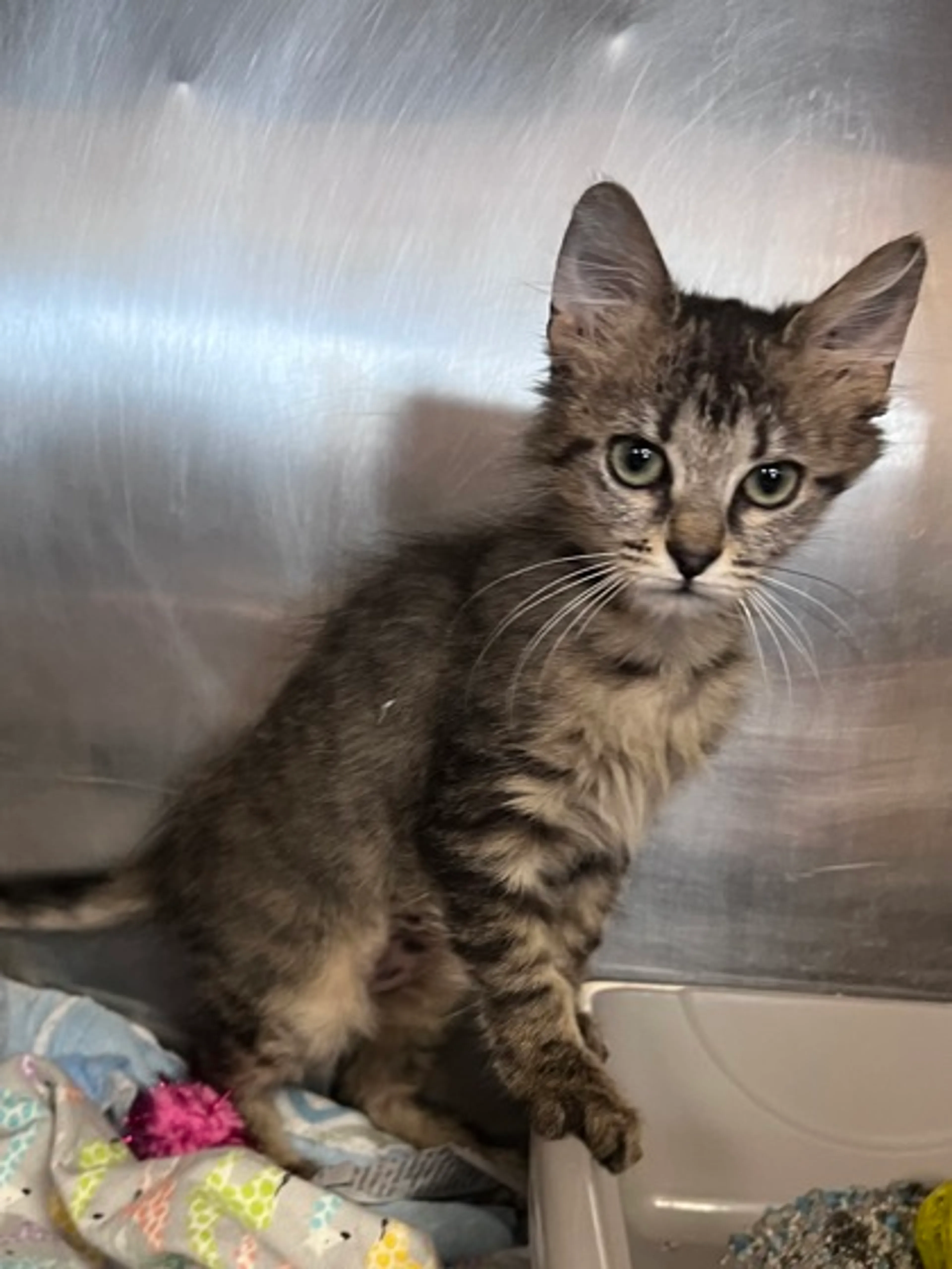 Found pet-1