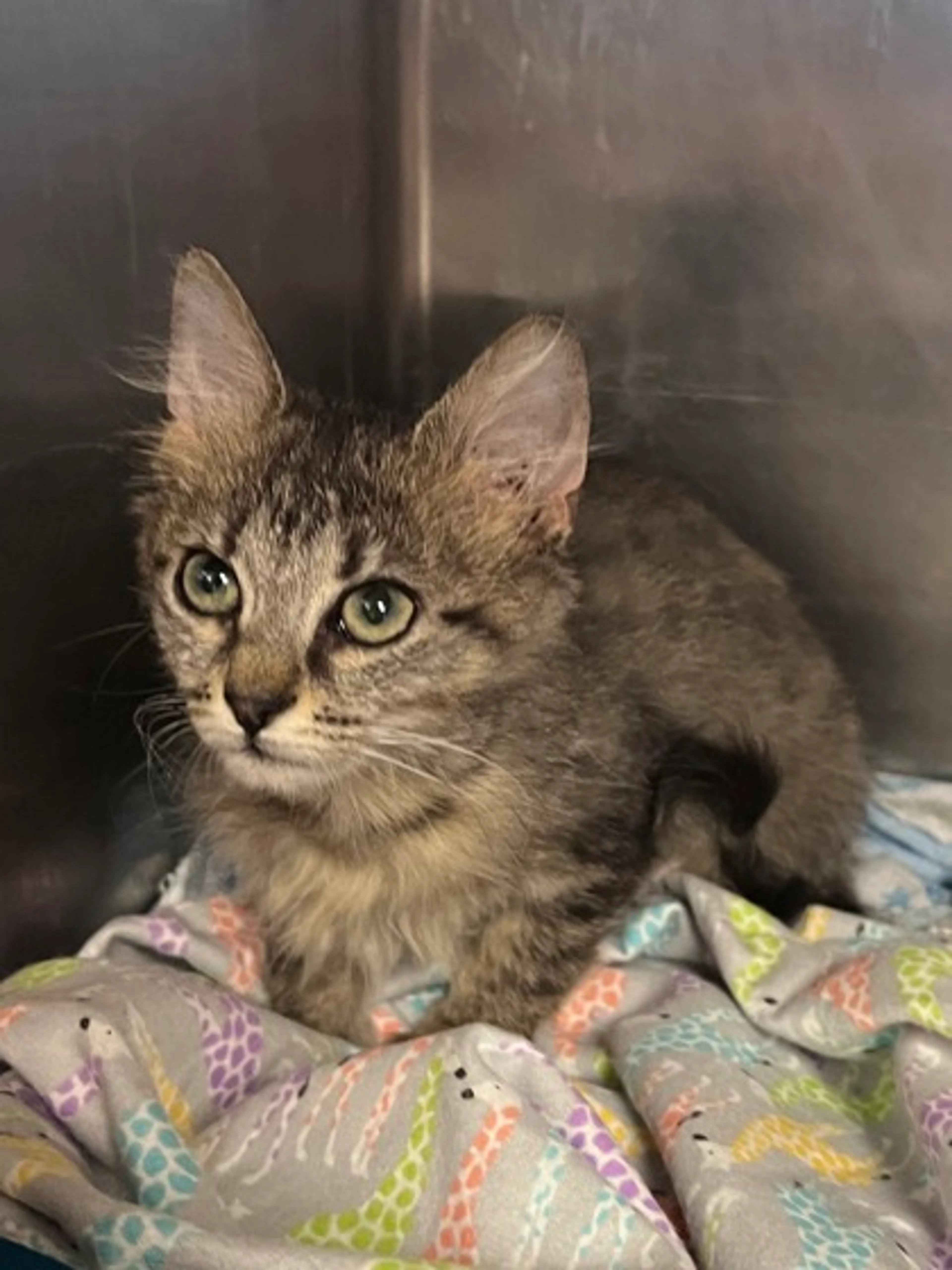 Found pet-2